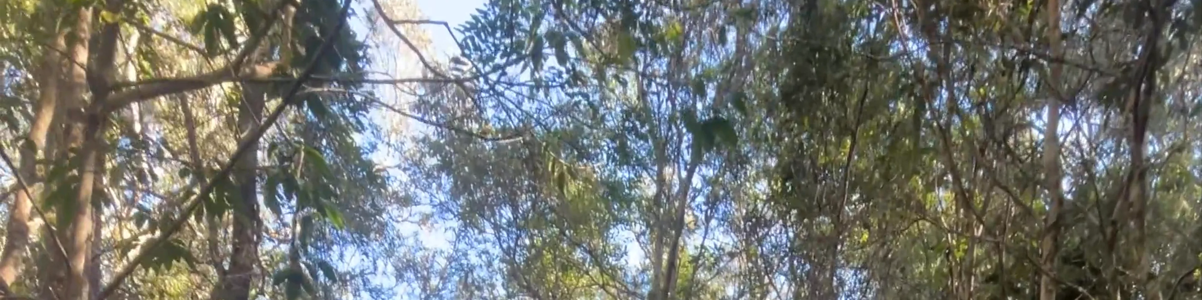 Coombabah Lakelands Conservation Area