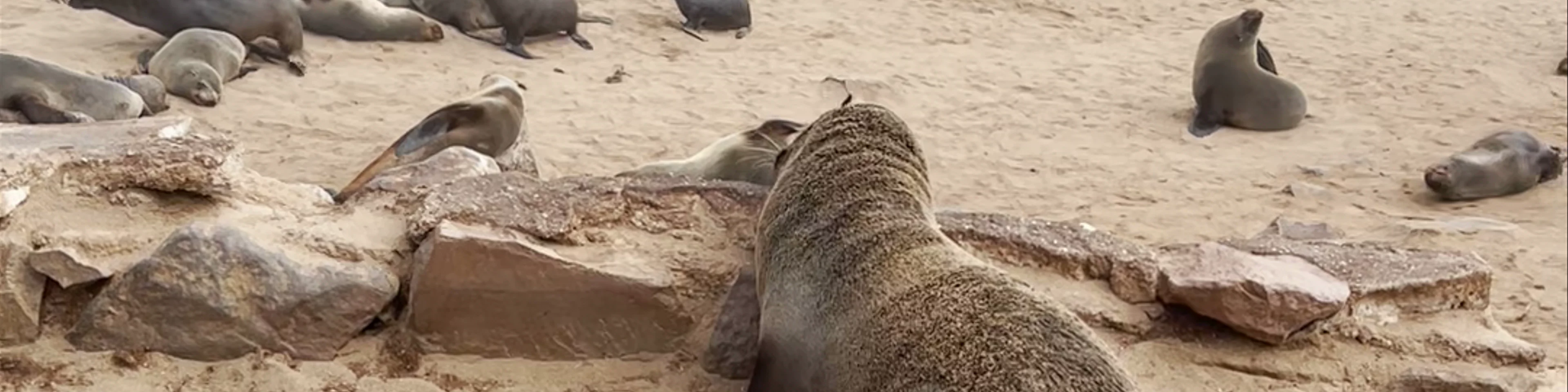 Cape Cross Seal Reserve