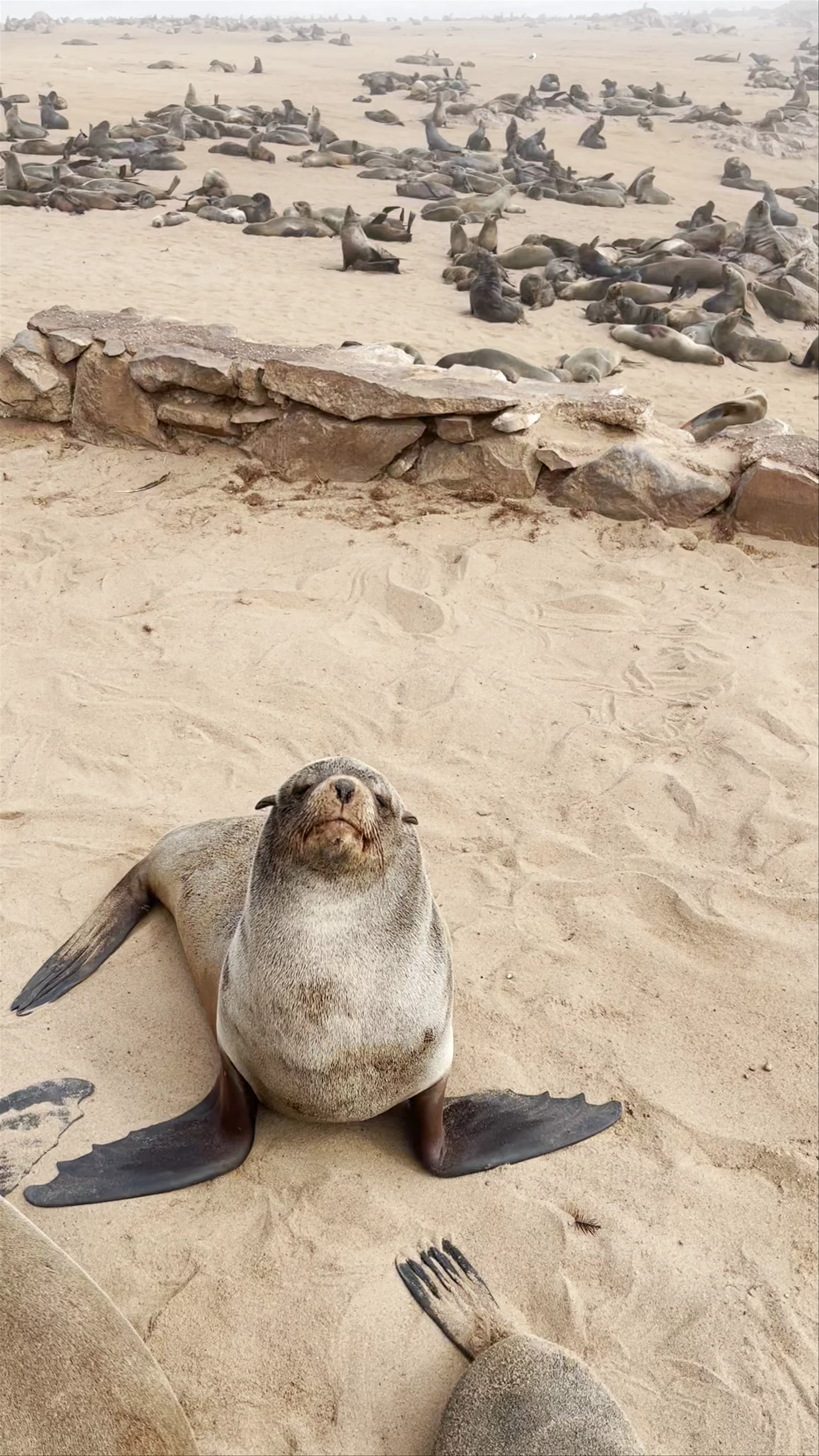 Cape Cross Seal Reserve, Cape Cross, Namibia
