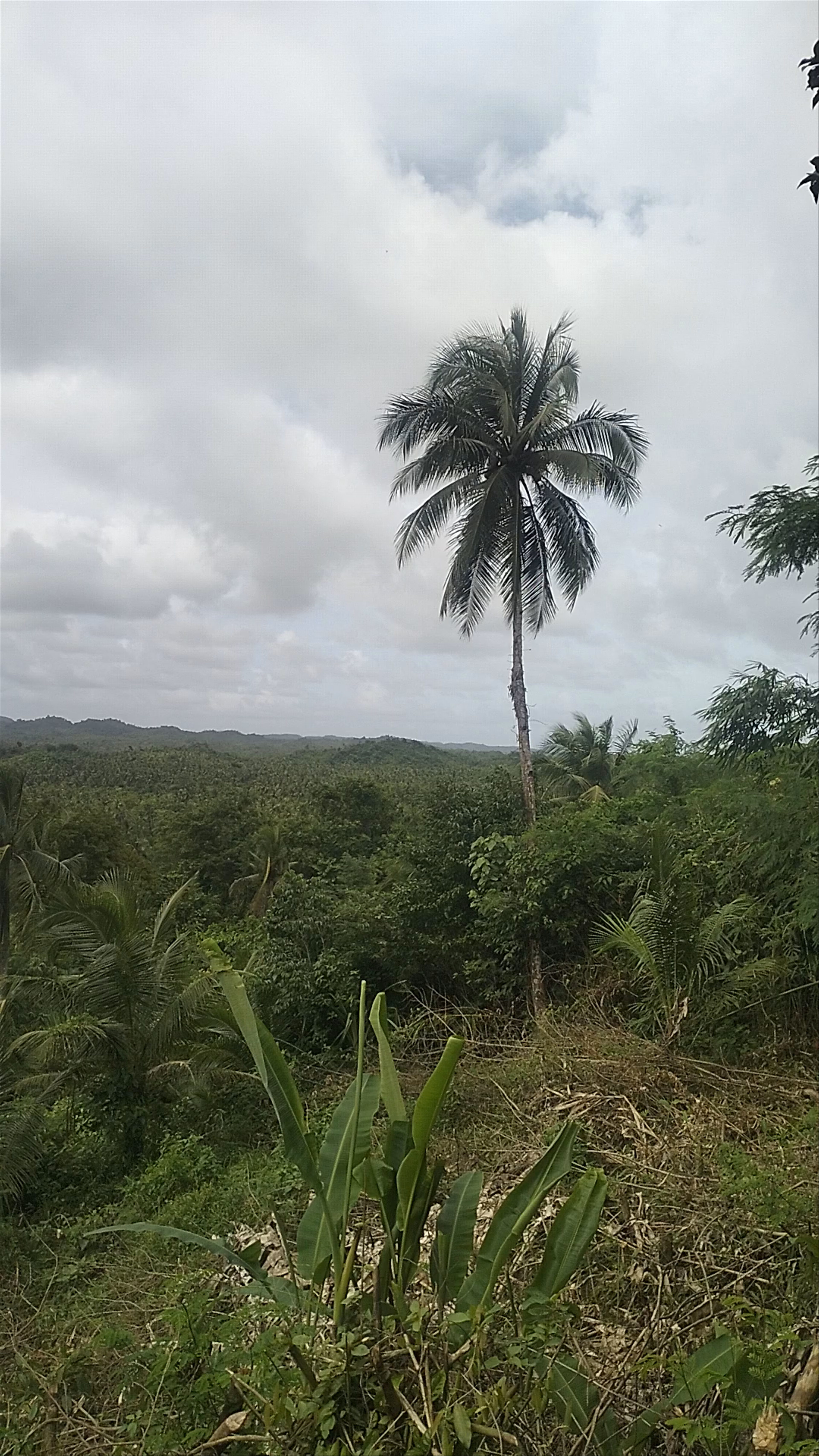 Coconut Plantation View Point
