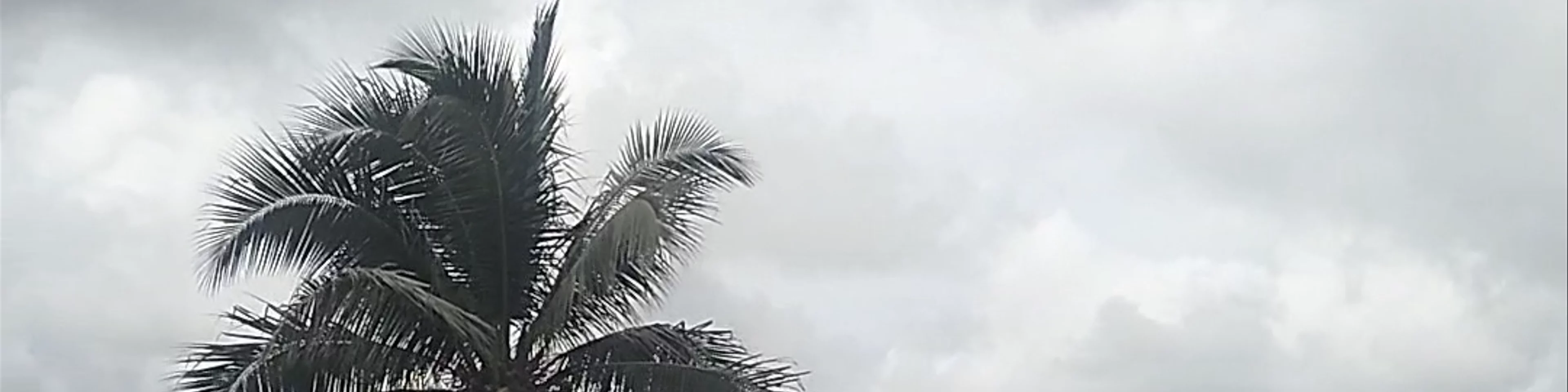 Coconut Plantation View Point