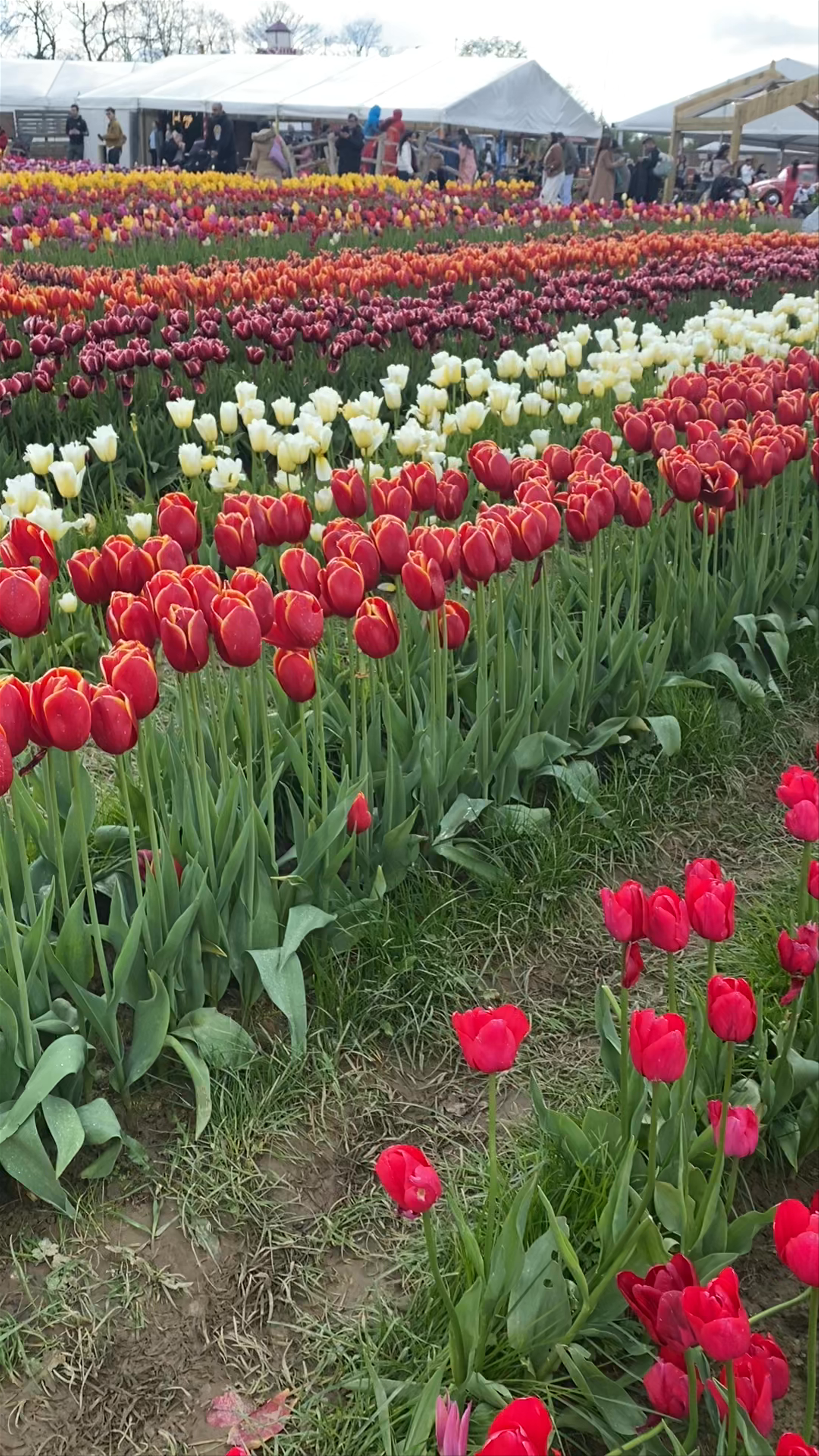 Tulleys Tulip Fest: A Blooming Spectacle in Crawley, UK
