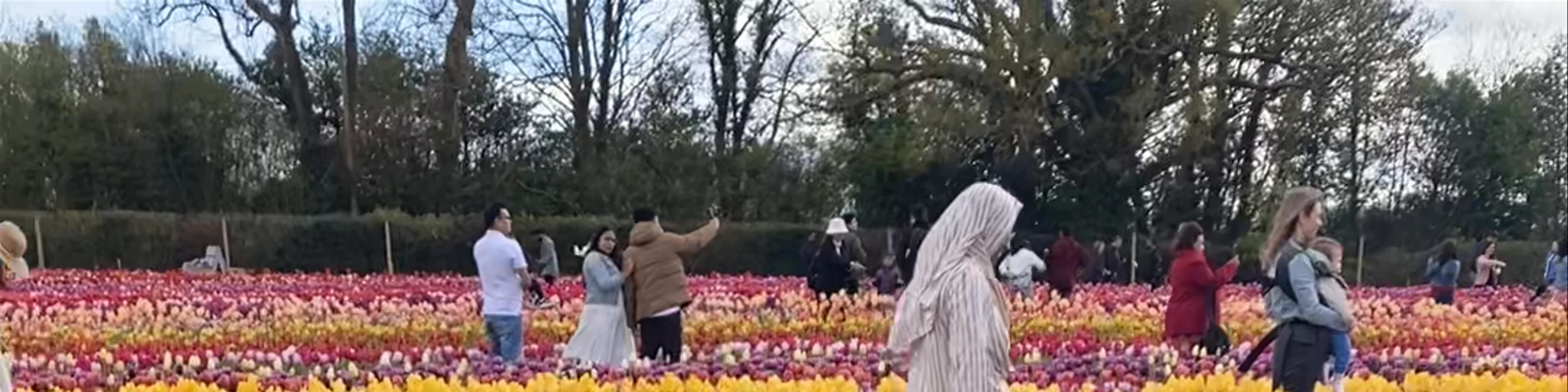 Tulleys Tulip Fest