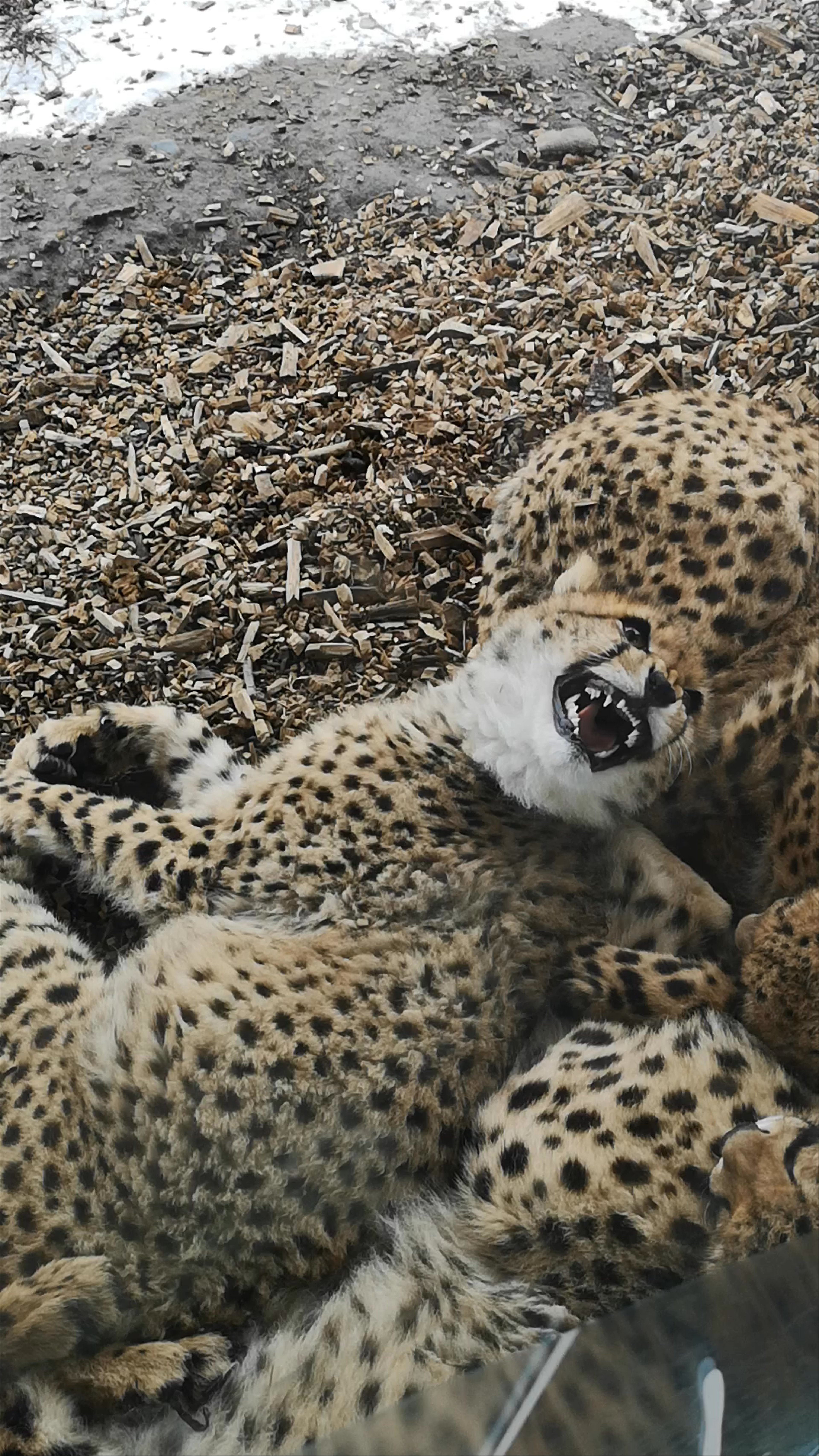 Playful Cheetah Cubs at Zoo Praha