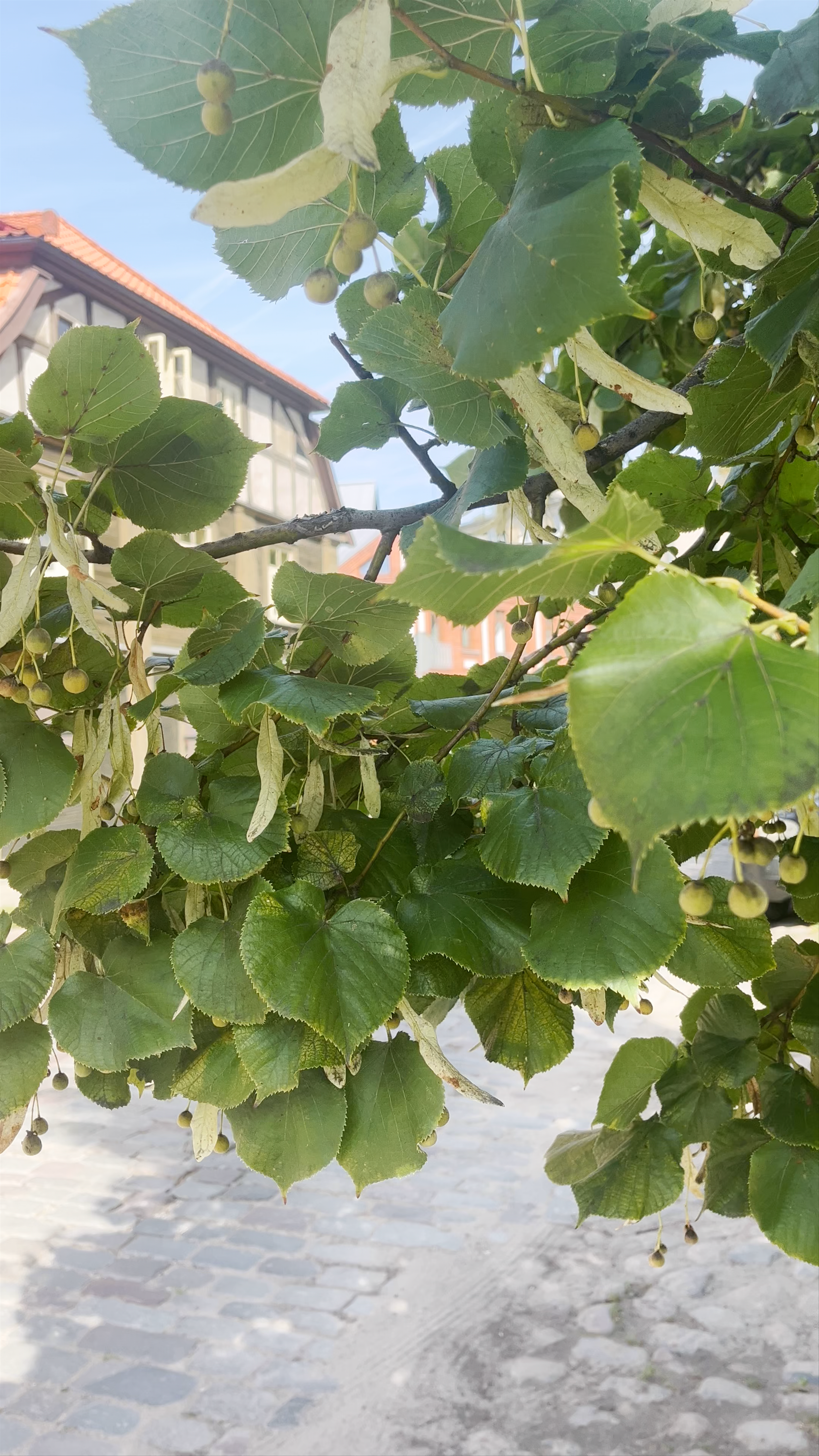 Historic Charm and Nature’s Embrace in Jelgava Old Town, Latvia