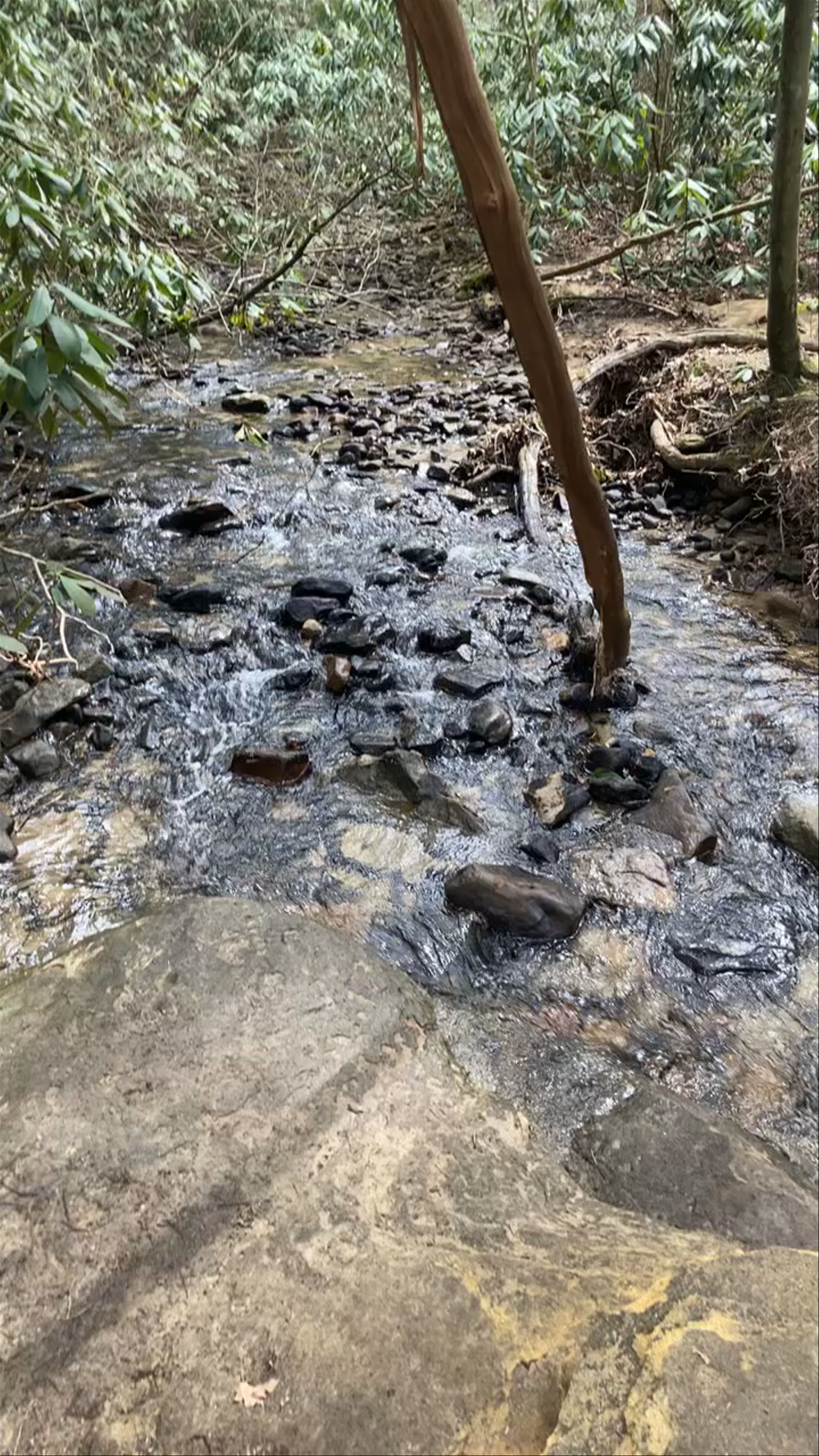 West Virginia Botanic Garden