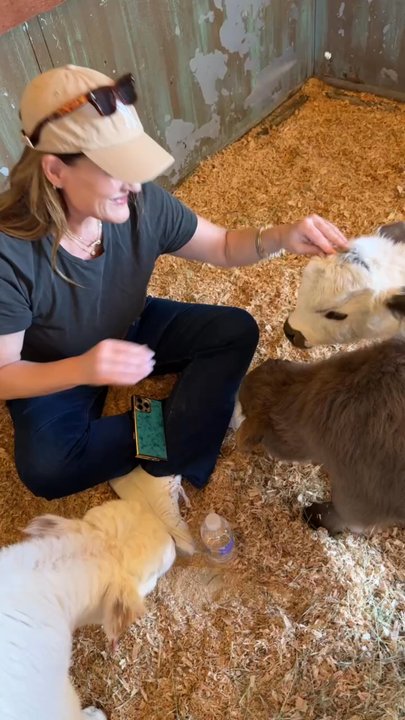 Bougie Cattle Company - Baby minis - Petting Zoos Near Me - Apple Valley, California