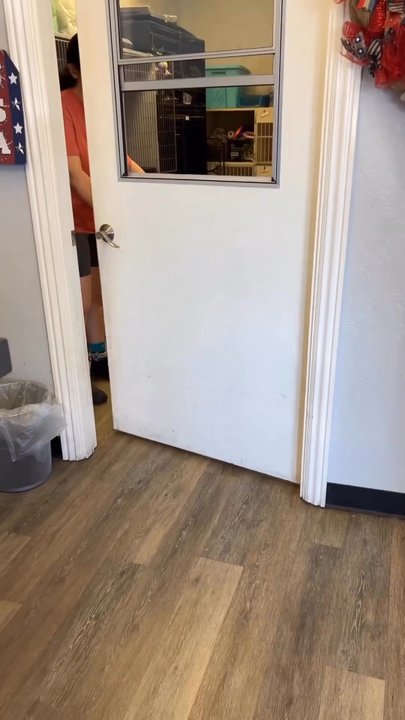 Essential Grooming - Wouldn't go anywhere else! - Pet Groomers Near Me - Santee, California