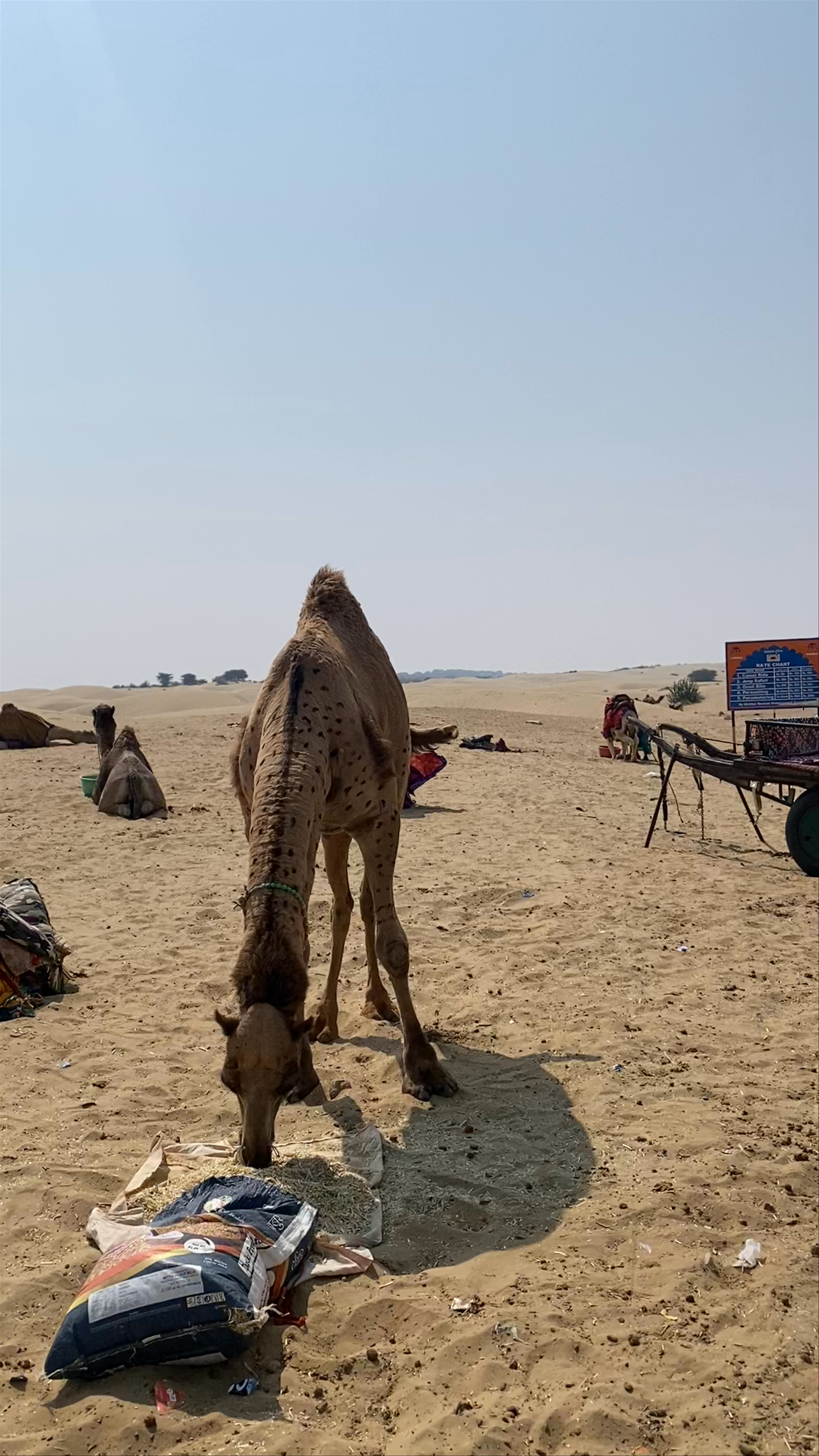 Sam sand dune jaisalmer
