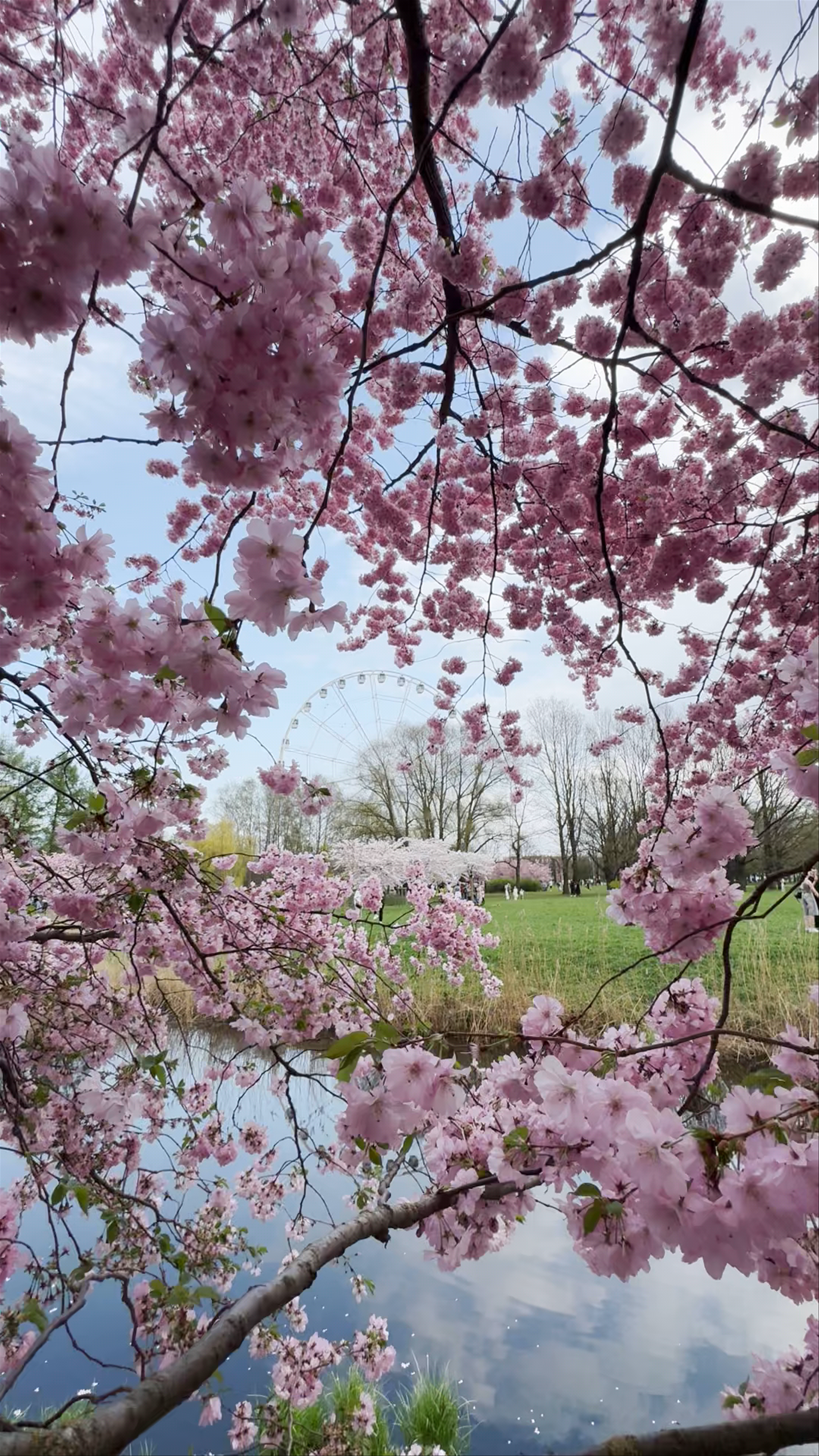 Uzvaras parks
