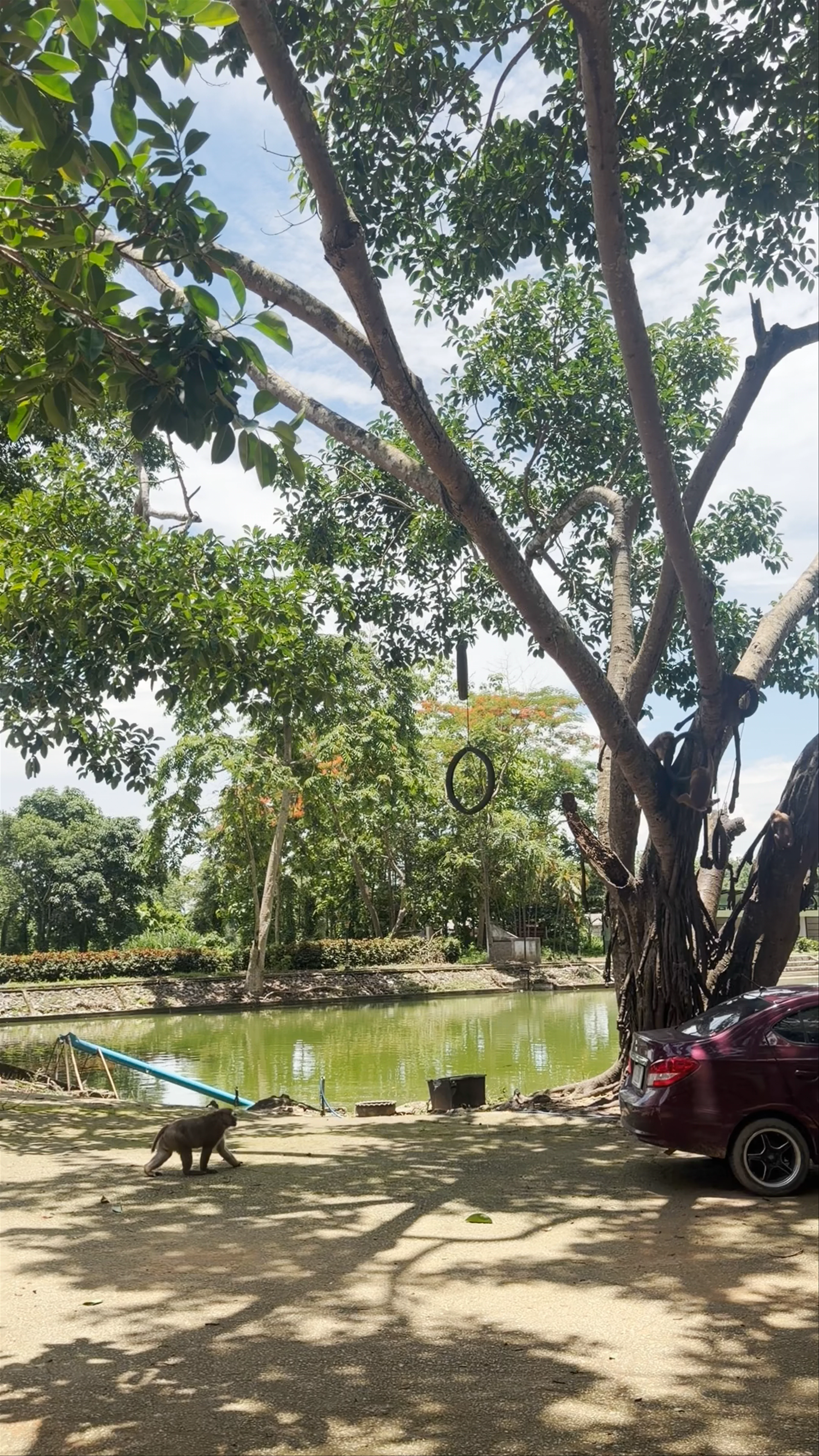 Wat Tham Pla, Pong Ngam, Mae Sai District