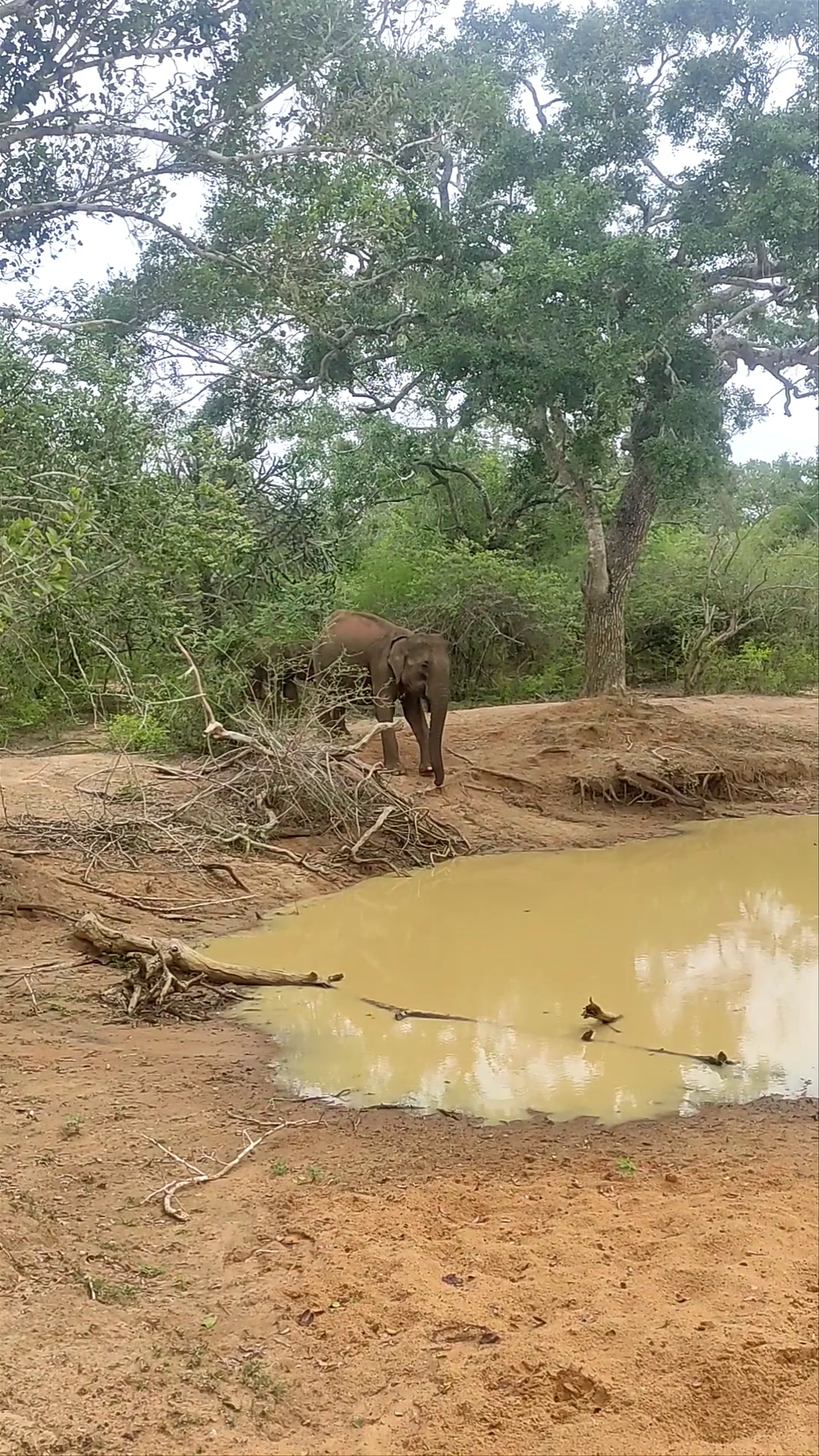 Yala National Park Sri Lanka