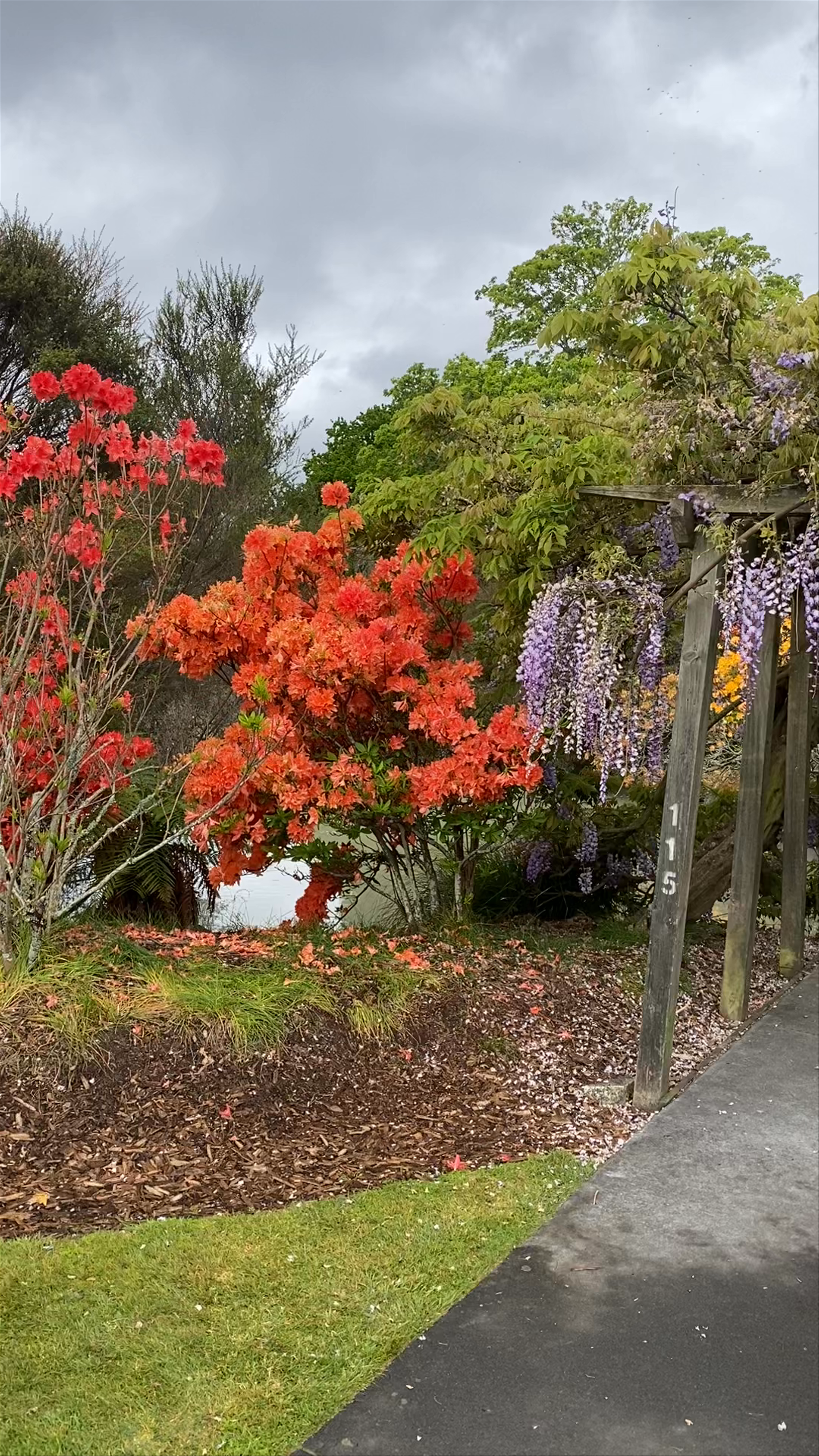 Kuirau Park Ranolf Street