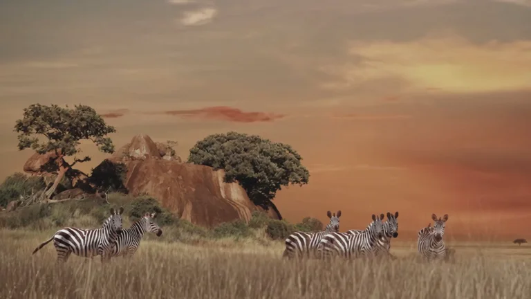 Kenya : au cœur de l'Afrique entre safaris, plages et villages locaux