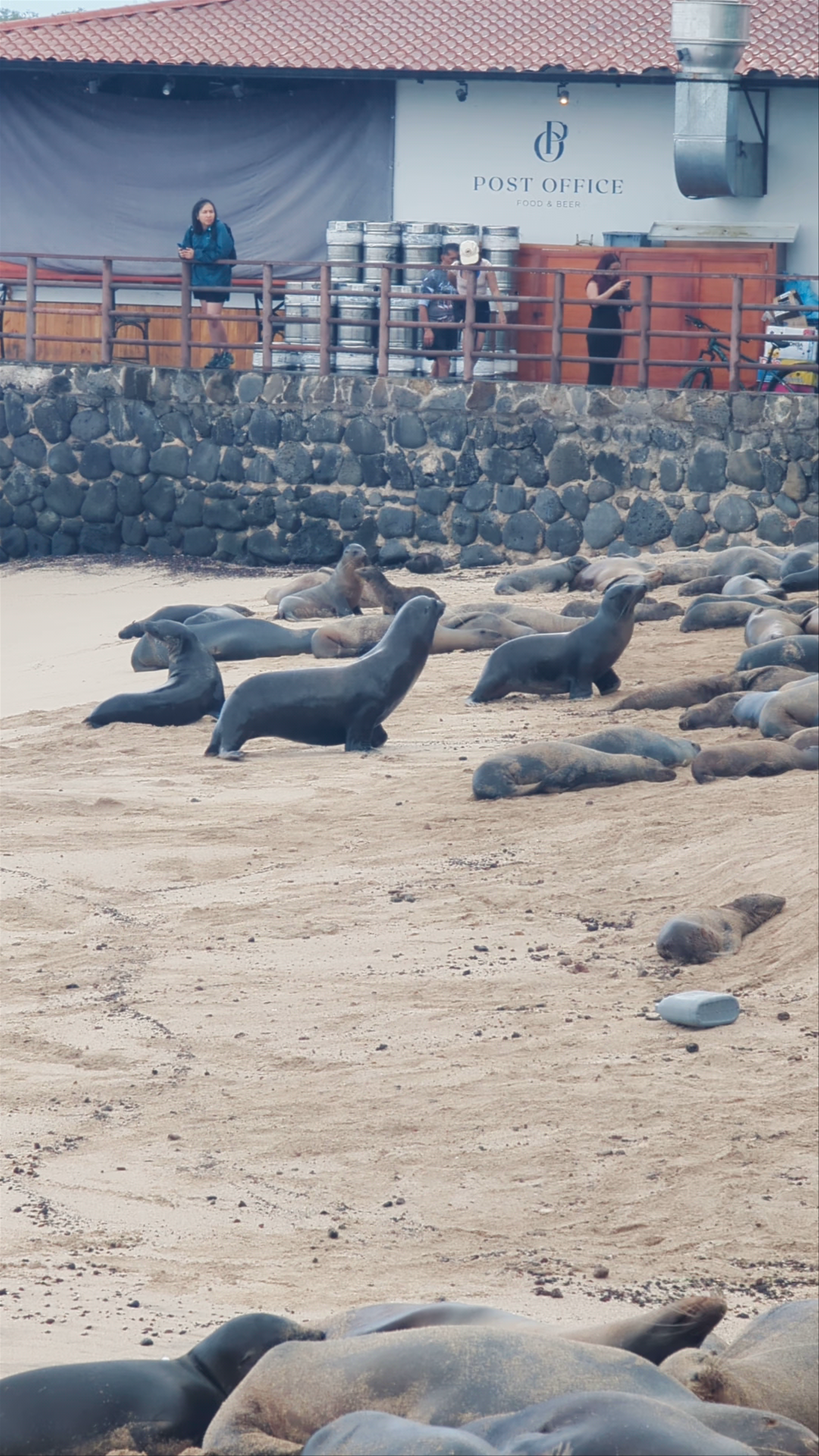 Sea Lions Relaxing on the Beachfront of San Cristóbal, Galápagos