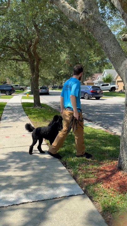 Elite Professional Dog Training - This is Josh one of her trainers.  The other picture is her relaxing near her favorite place in the home the fireplace - Pet Training Near Me - Sanford, Florida