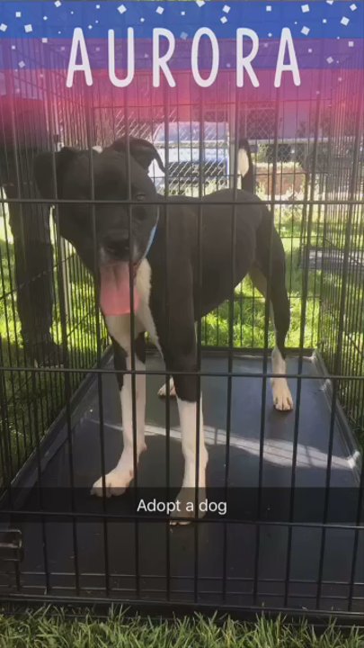 Aurora Animal Shelter - 8.19.17 adoption day - Animal Shelters Near Me - Aurora, Colorado