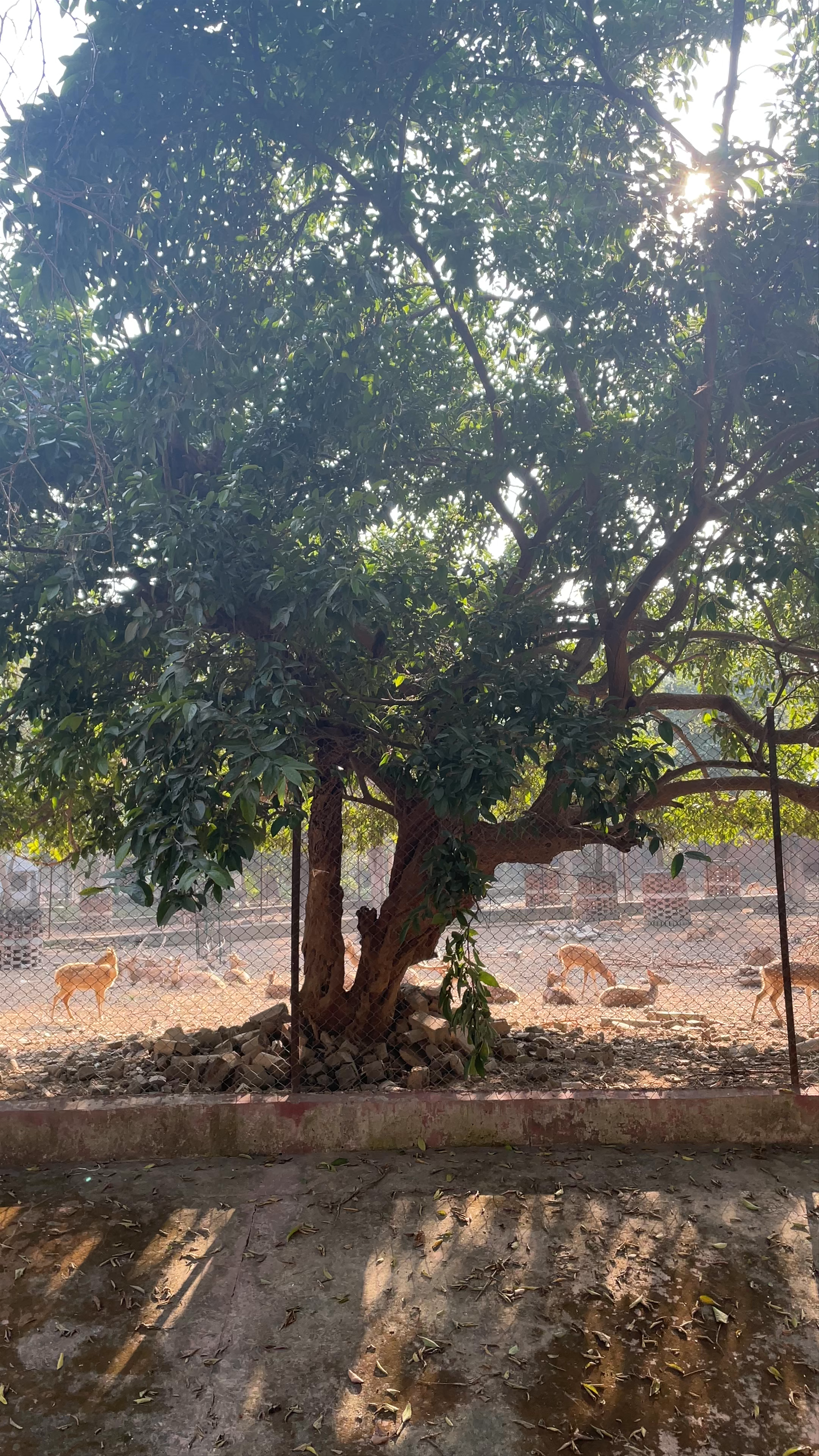 Sarnath Deer Park