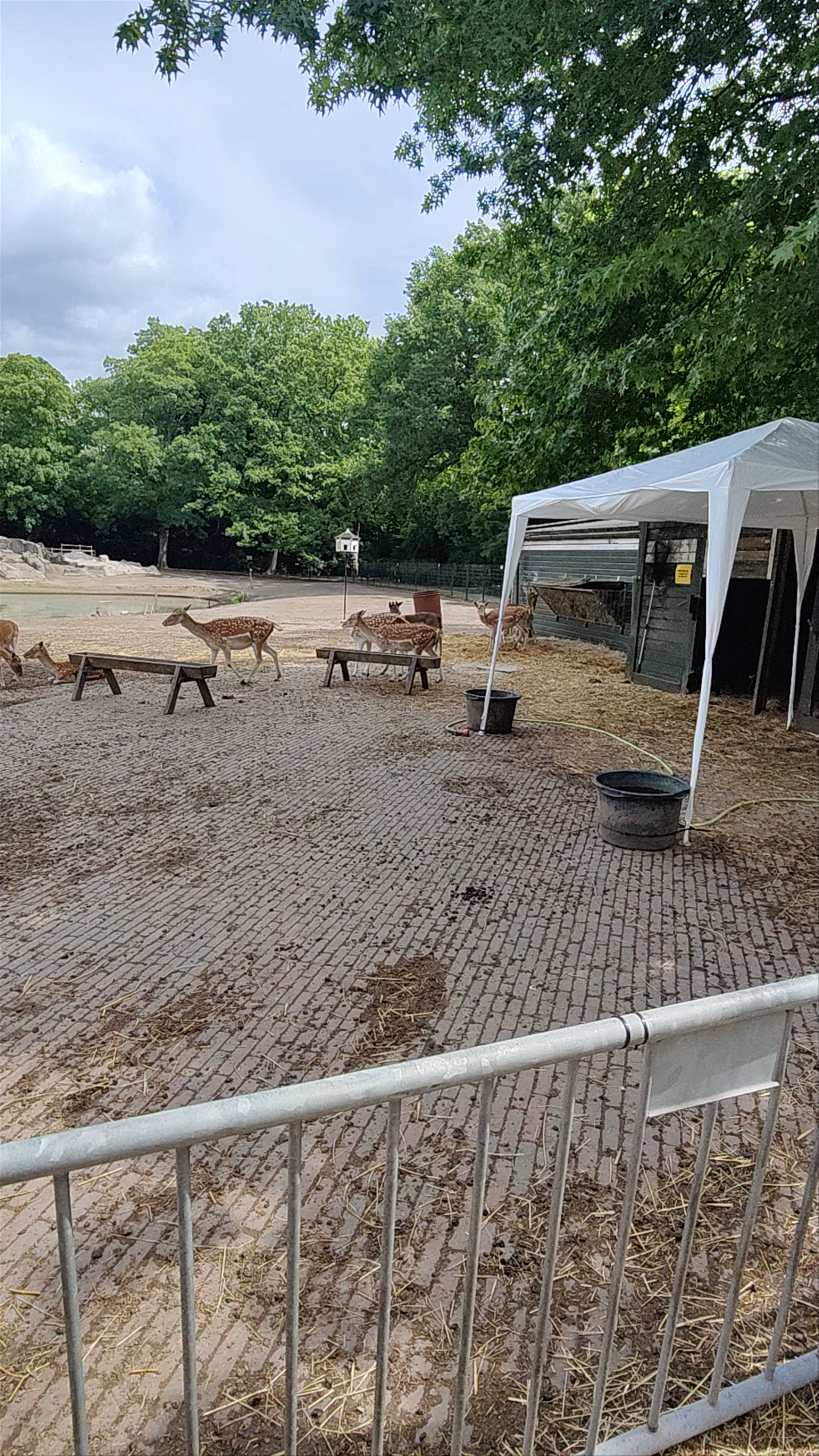 Dierenweide Julianapark