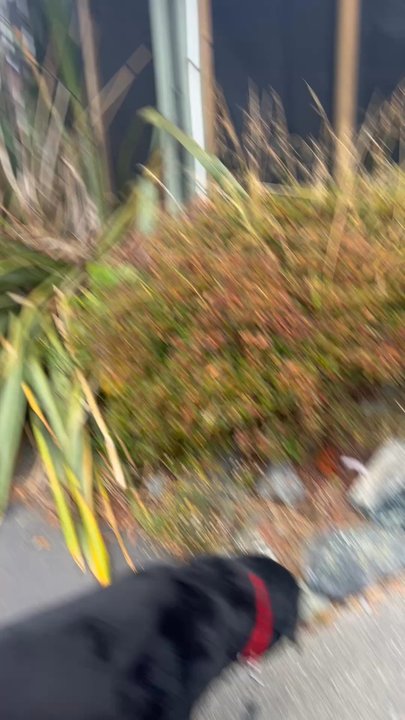 Wild Rivers Motor Lodge - This was taken in the parking lot. - Hotels Near Me - Brookings, Oregon