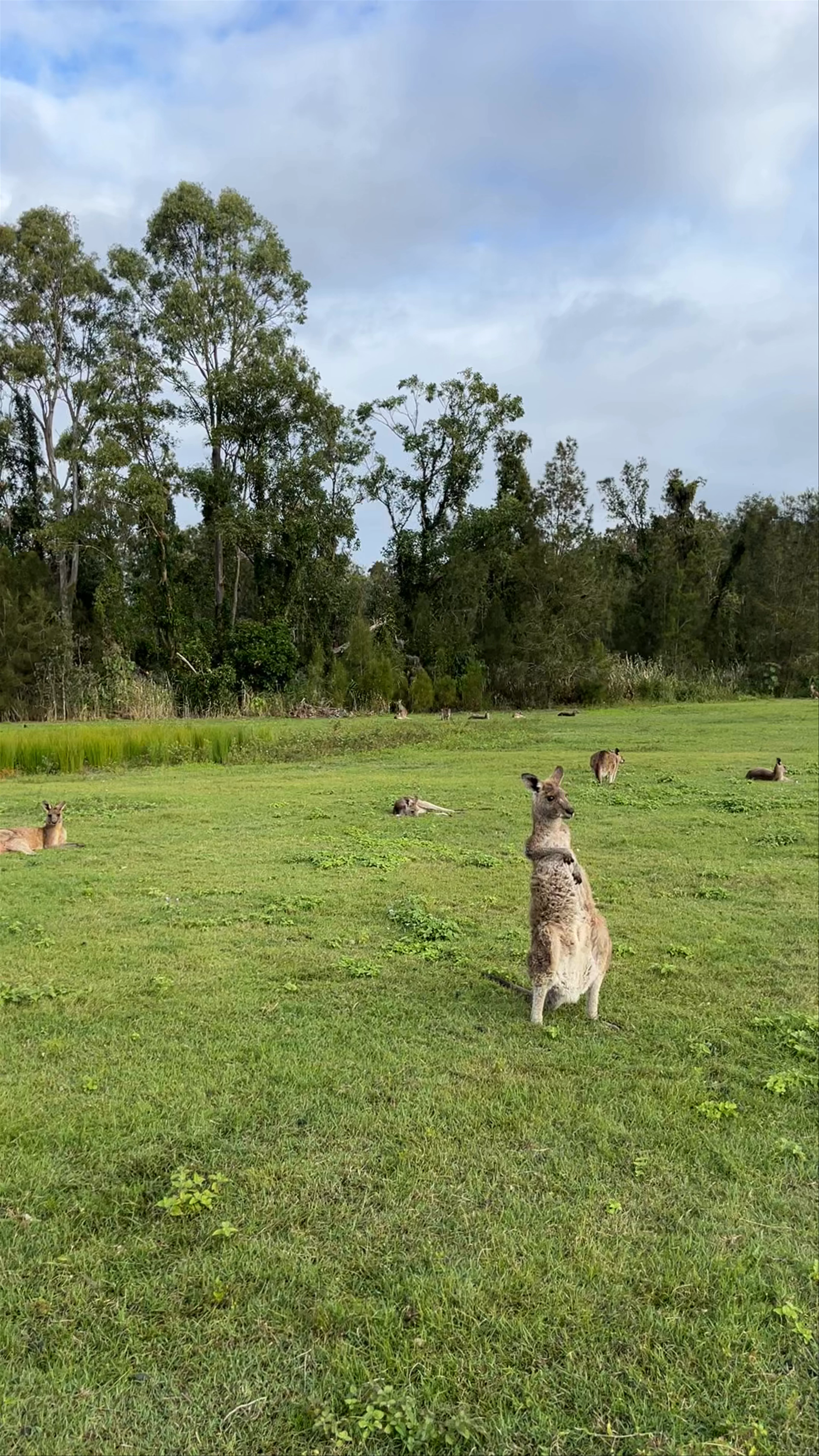 Coombabah Lake Conservation Park
