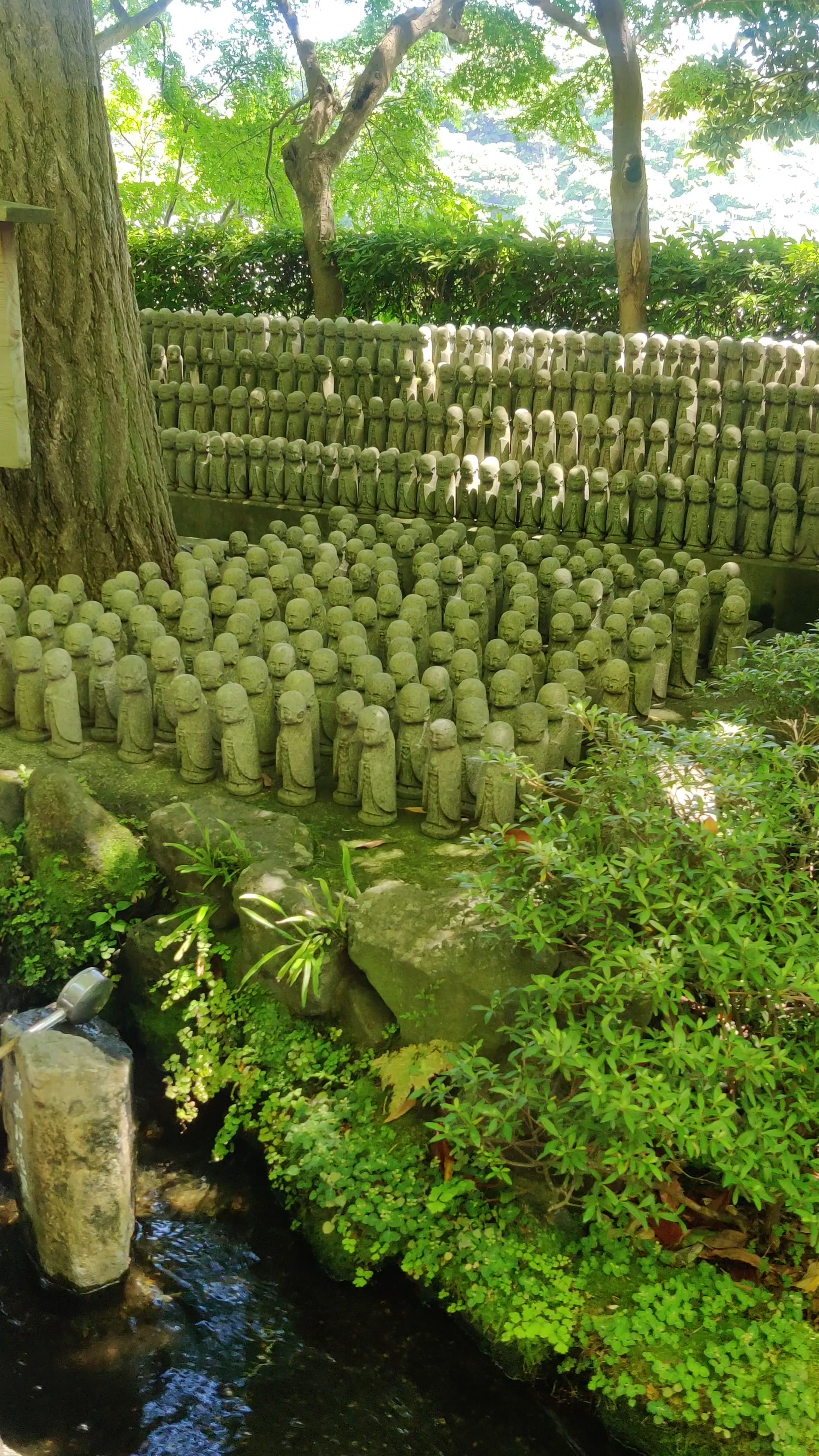 Hasedera