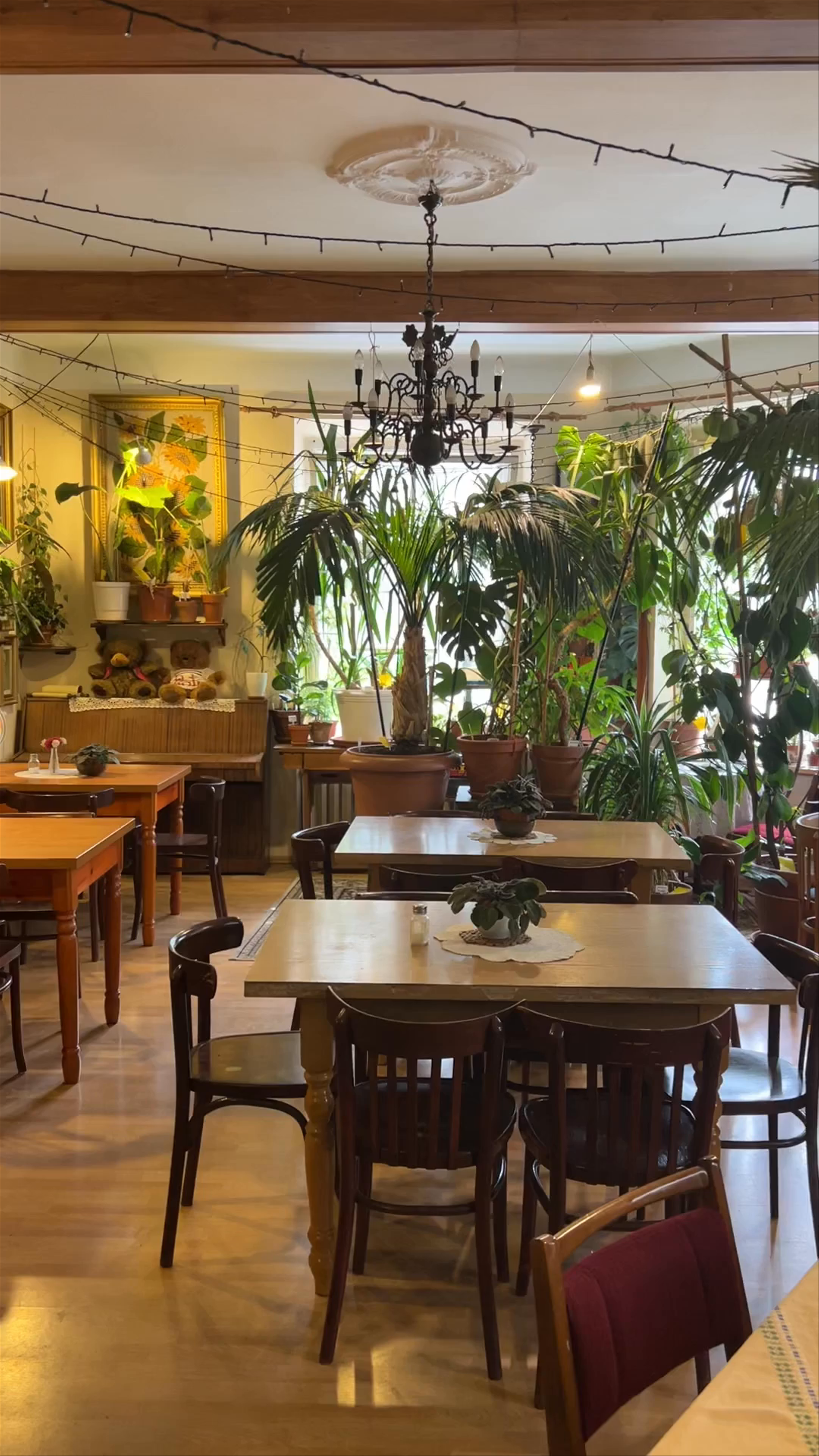 Cozy Green Oasis at Bar Pod Kopytkiem in Kraków