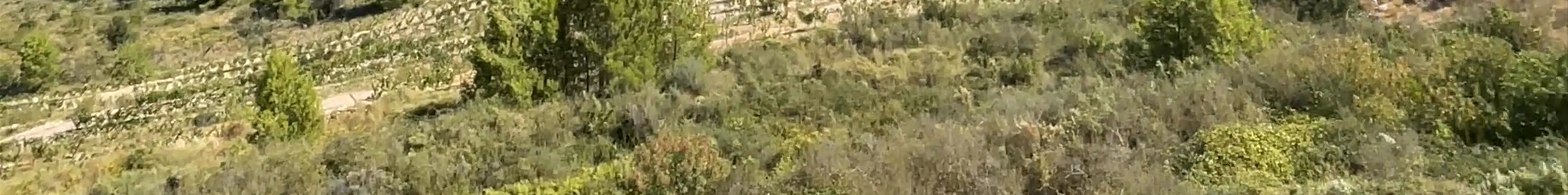 Tours & experiences in Benidorm