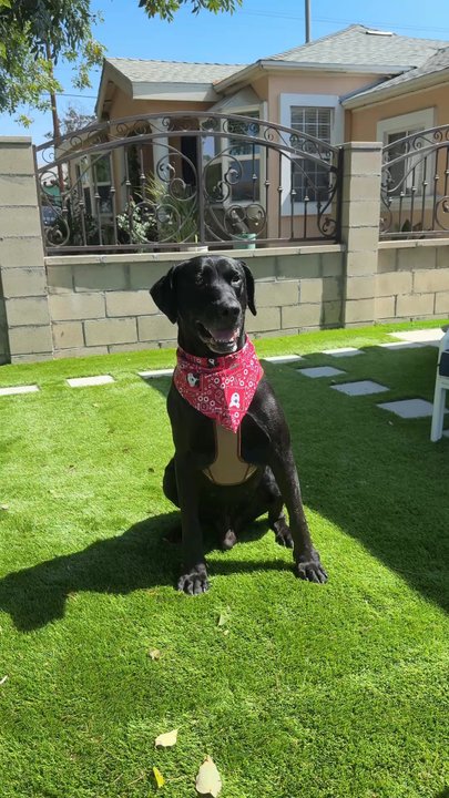 Fifiwoof pets - Pet Boarding Near Me