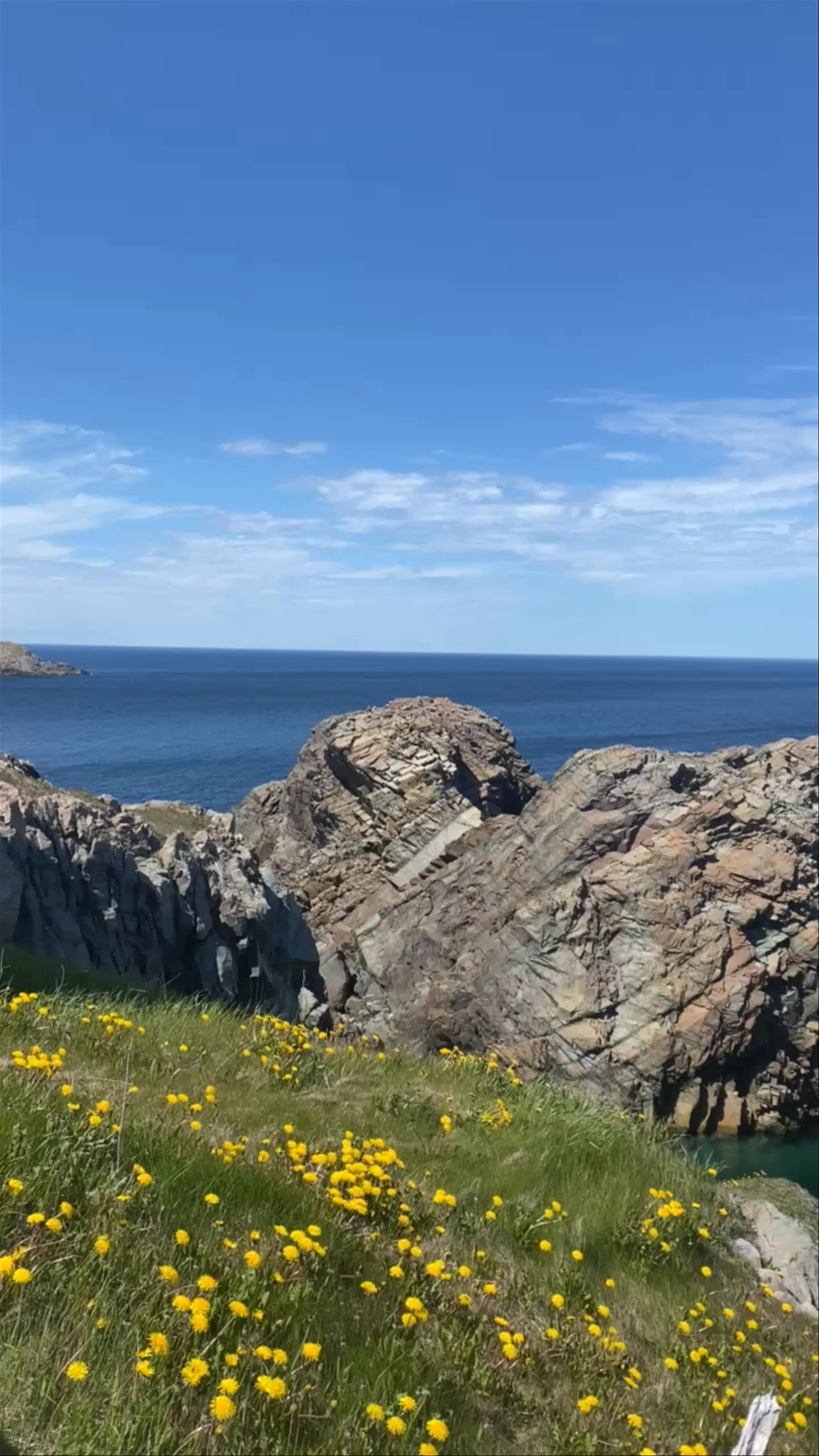Puffin Colony, Bonavista, NL, Canada