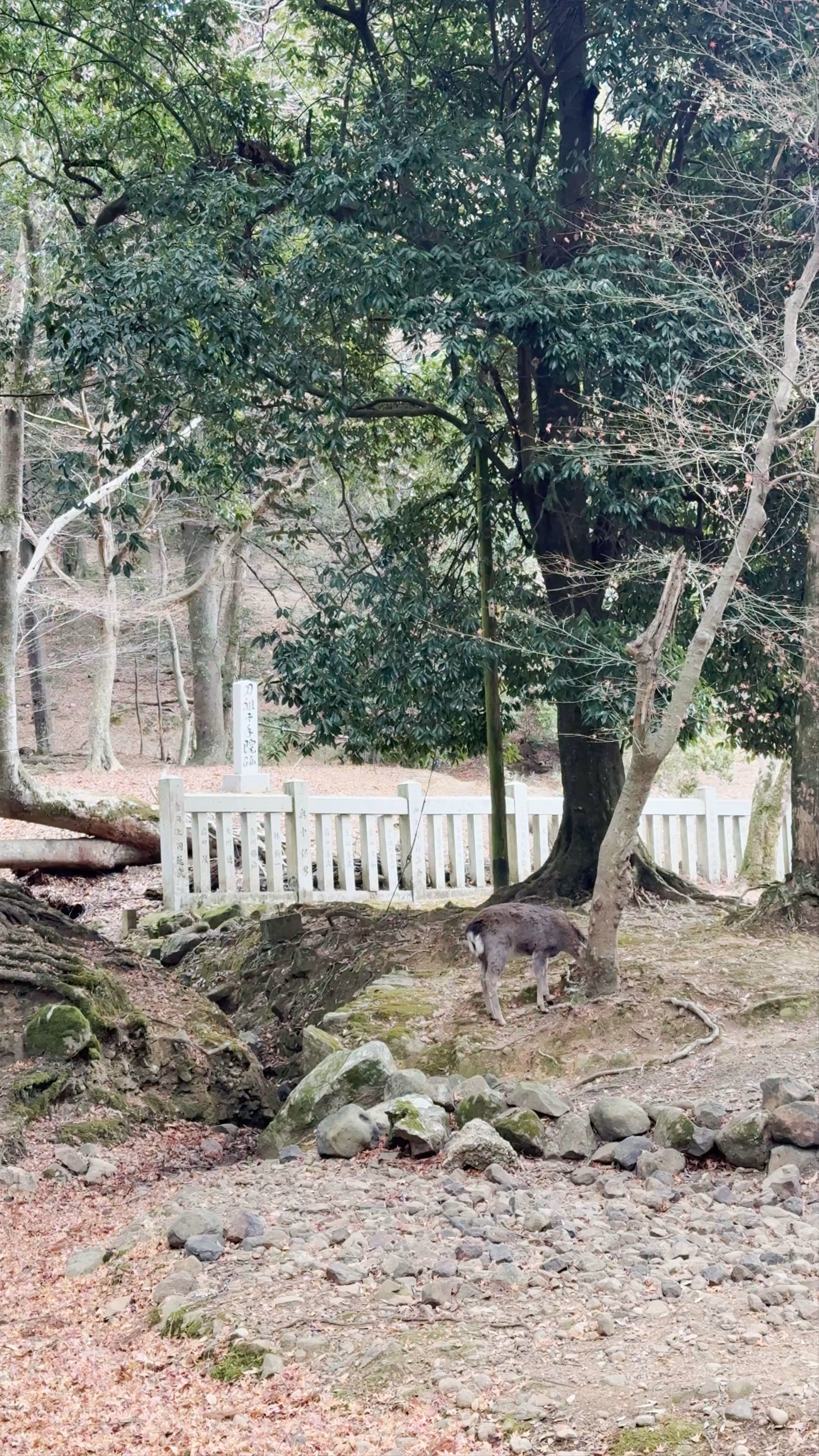Nara Park Serenity: Deer Among Tranquil Winter Woods