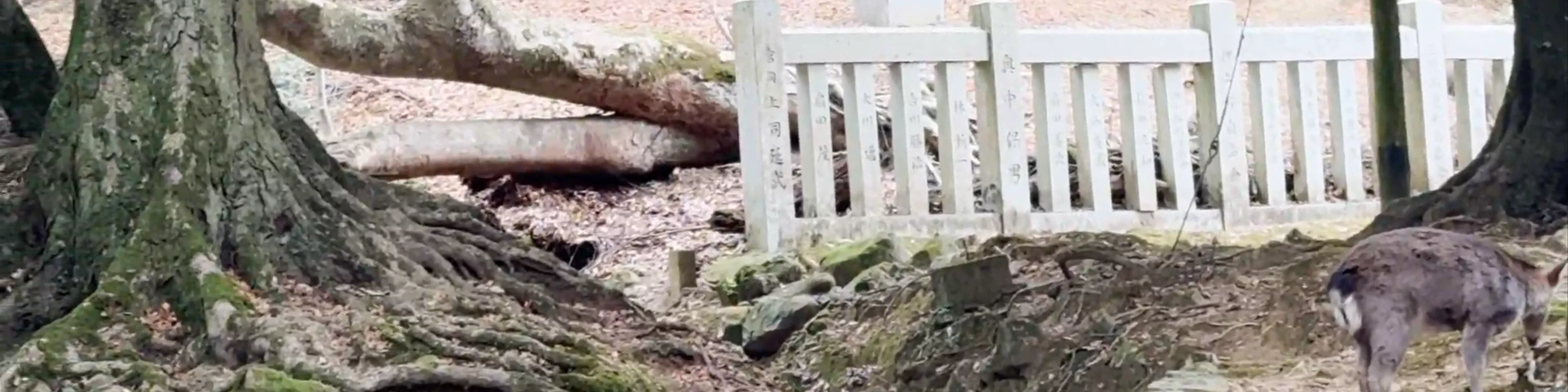 Nara Park