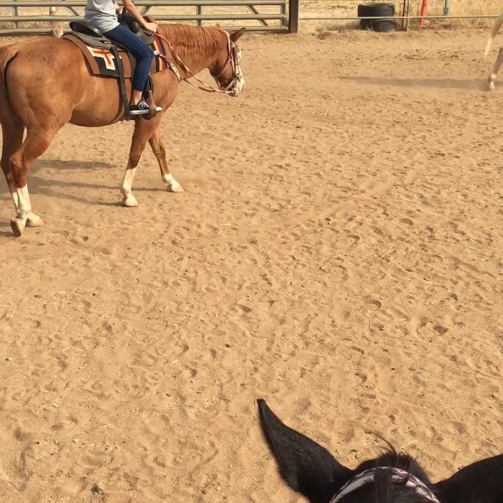 ML Performance Horses - Horseback Riding Near Me - Clovis, California