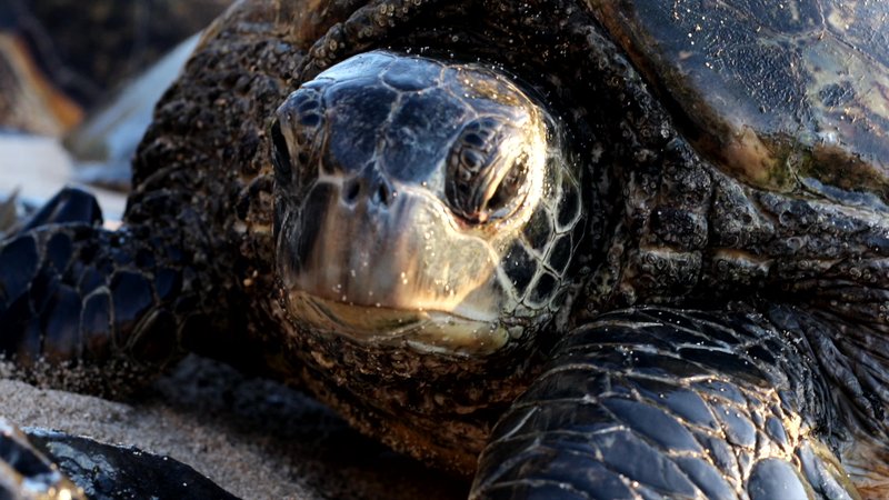 Green Sea Turtle poster