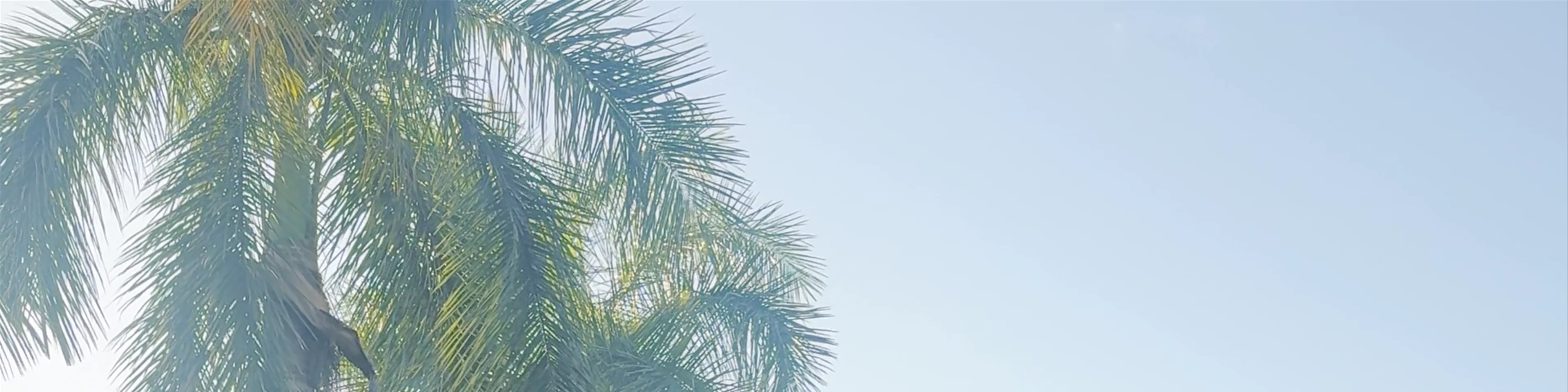 Palm Royale Cairns