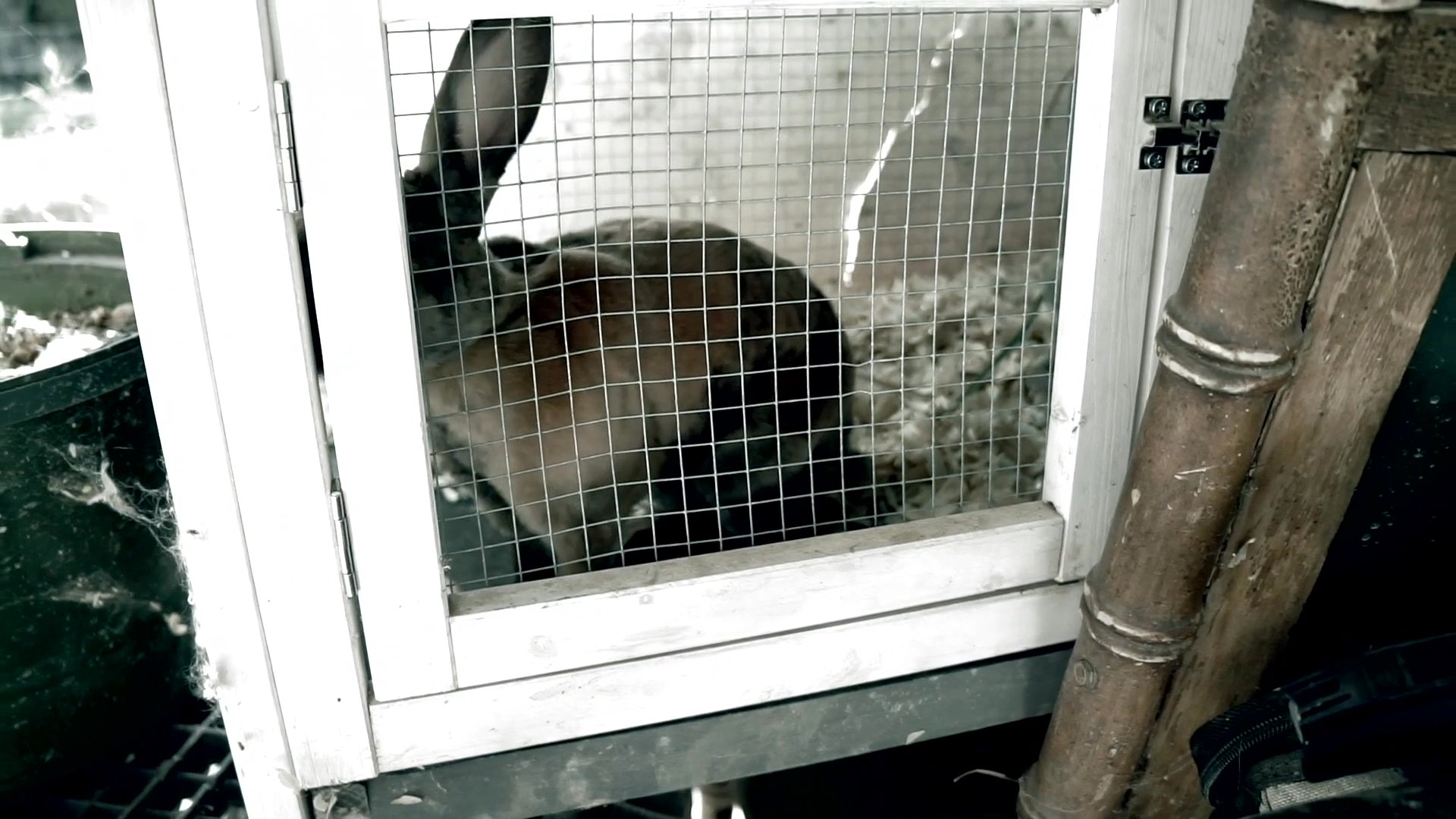 A man provides commentary on pet rabbit care while documenting the animal inside an outdoor hutch. The presentation alternates between personal insights and observational views of the backyard environment.