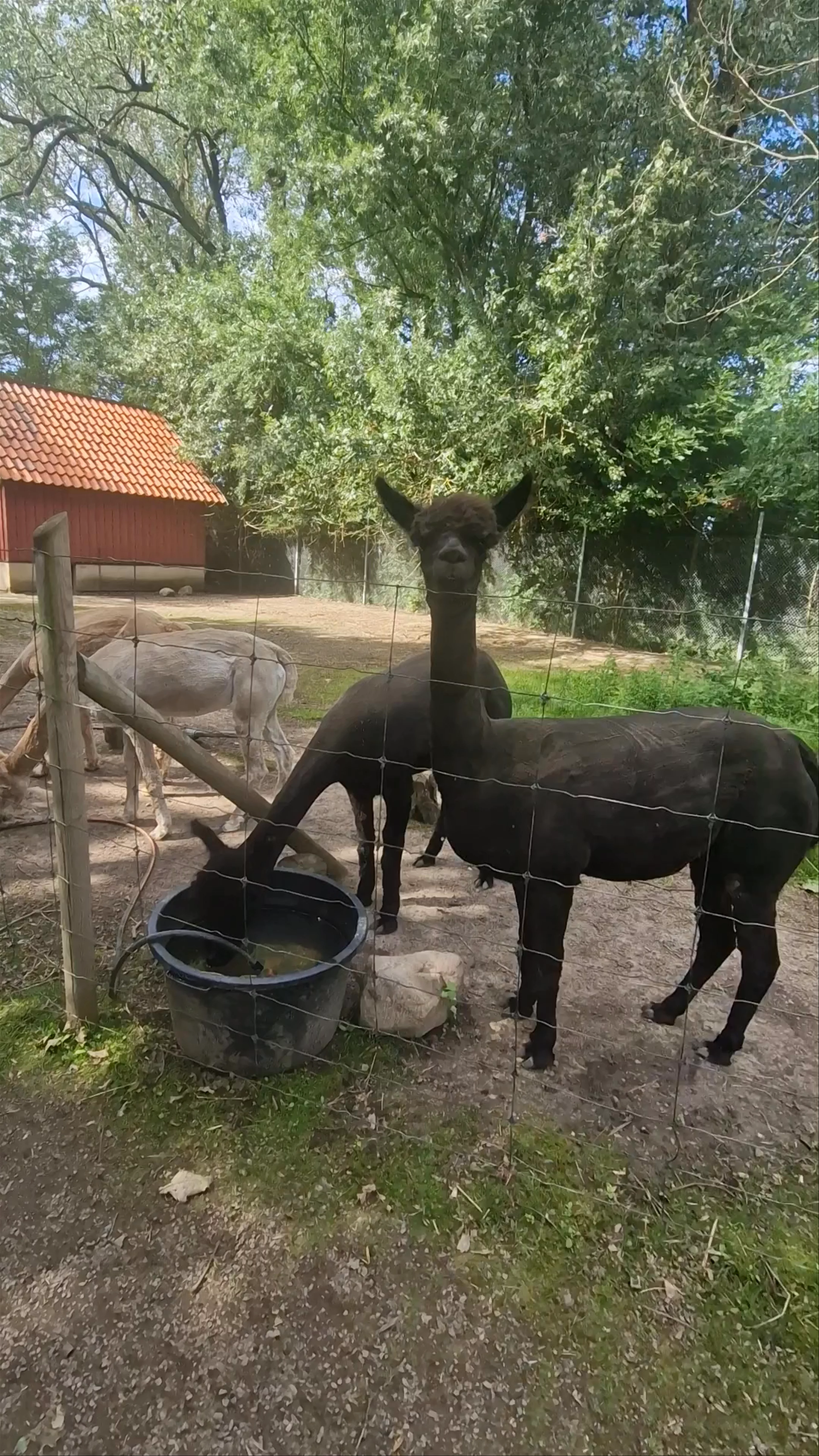 Helsingborgs Djur- och Lekpark, Rausvägen, Påarp, Sweden
