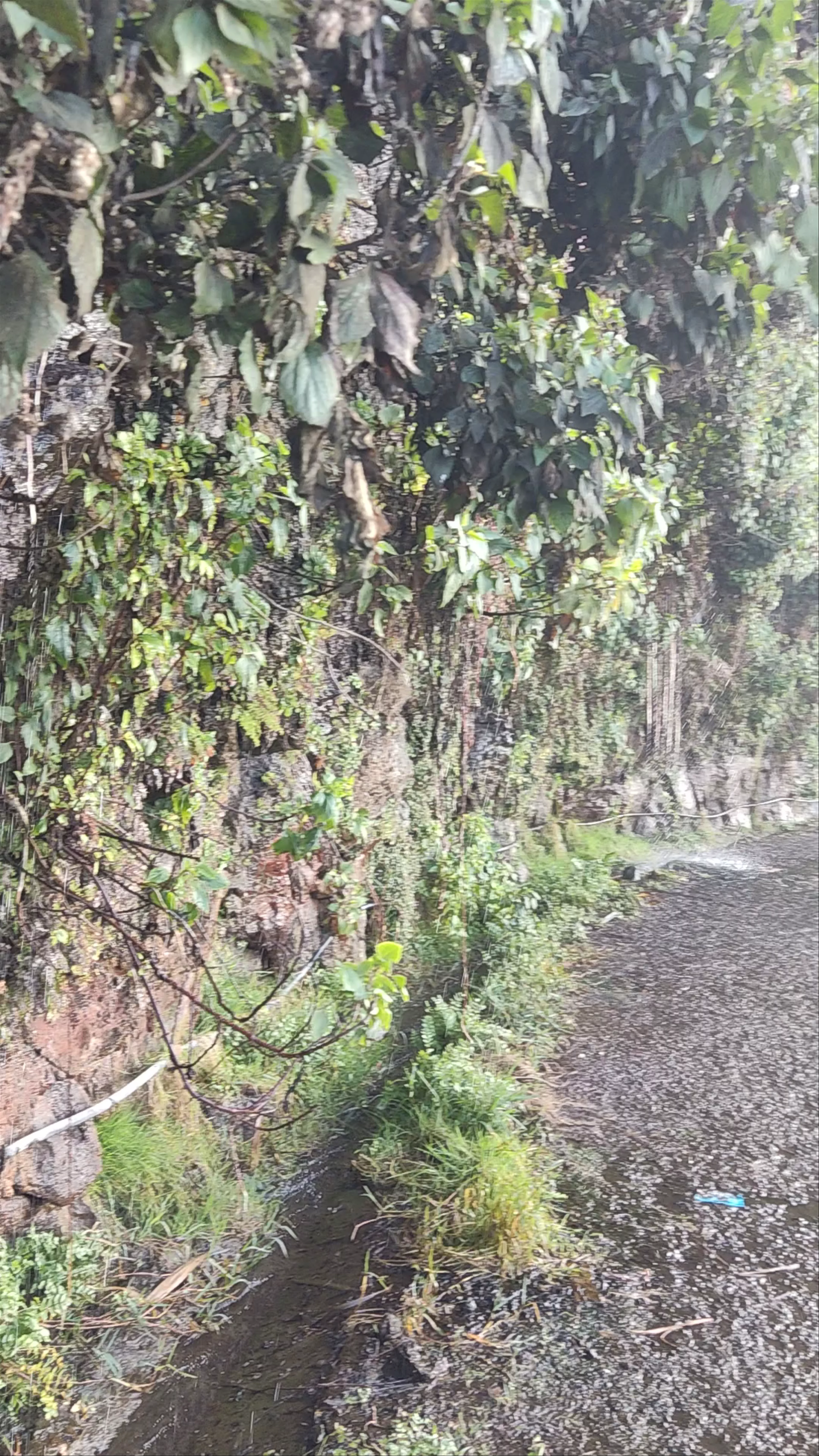 Cascata dos Anjos, Caminho das Fontes, Ponta do Sol