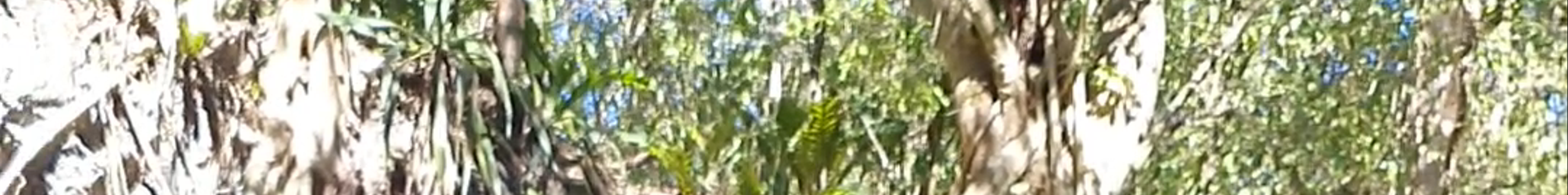 Tours & experiences in Mérida