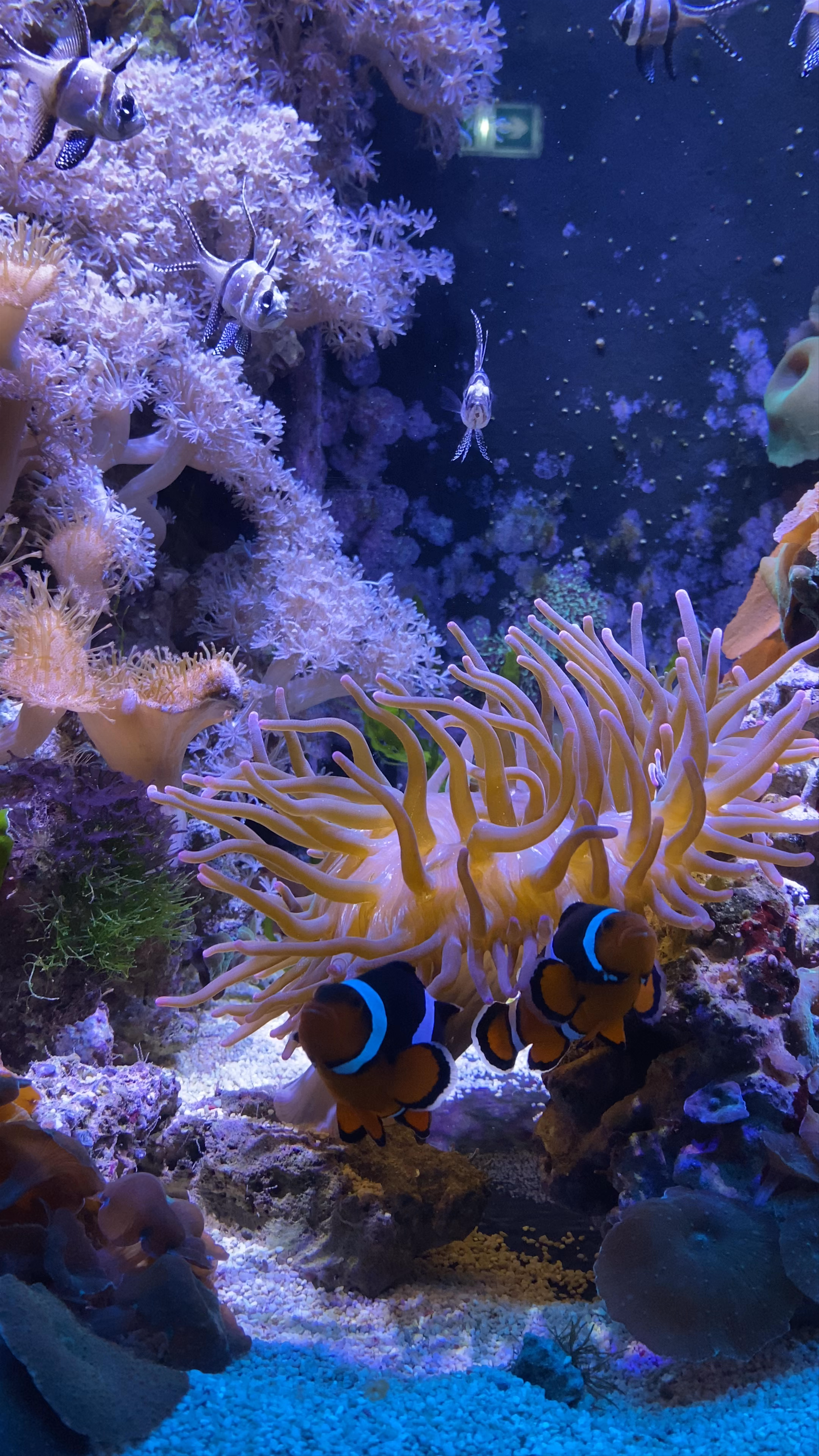 Chester Zoo Aquarium: A Mesmerizing Underwater World