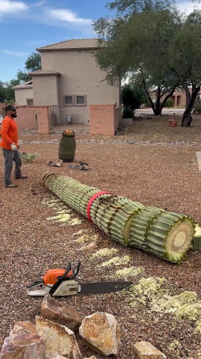 Alexander's Garden Services - Removing and cutting up for the landfill - Tree Services Near Me