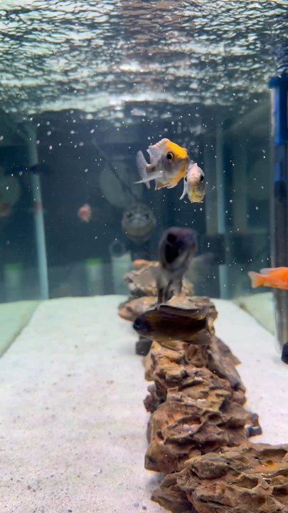 Wet Pets - African cichlids purchased at wet pets - Pet Stores Near Me - Moreno Valley, California