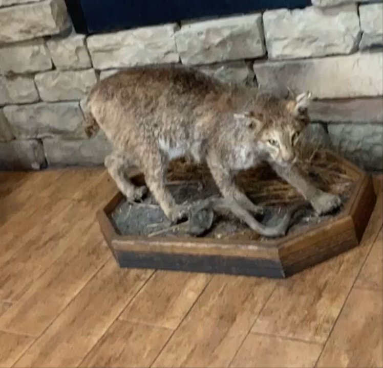 BBQ Barn - Stuffed bobcat - Barbeque Near Me - North Augusta, South Carolina