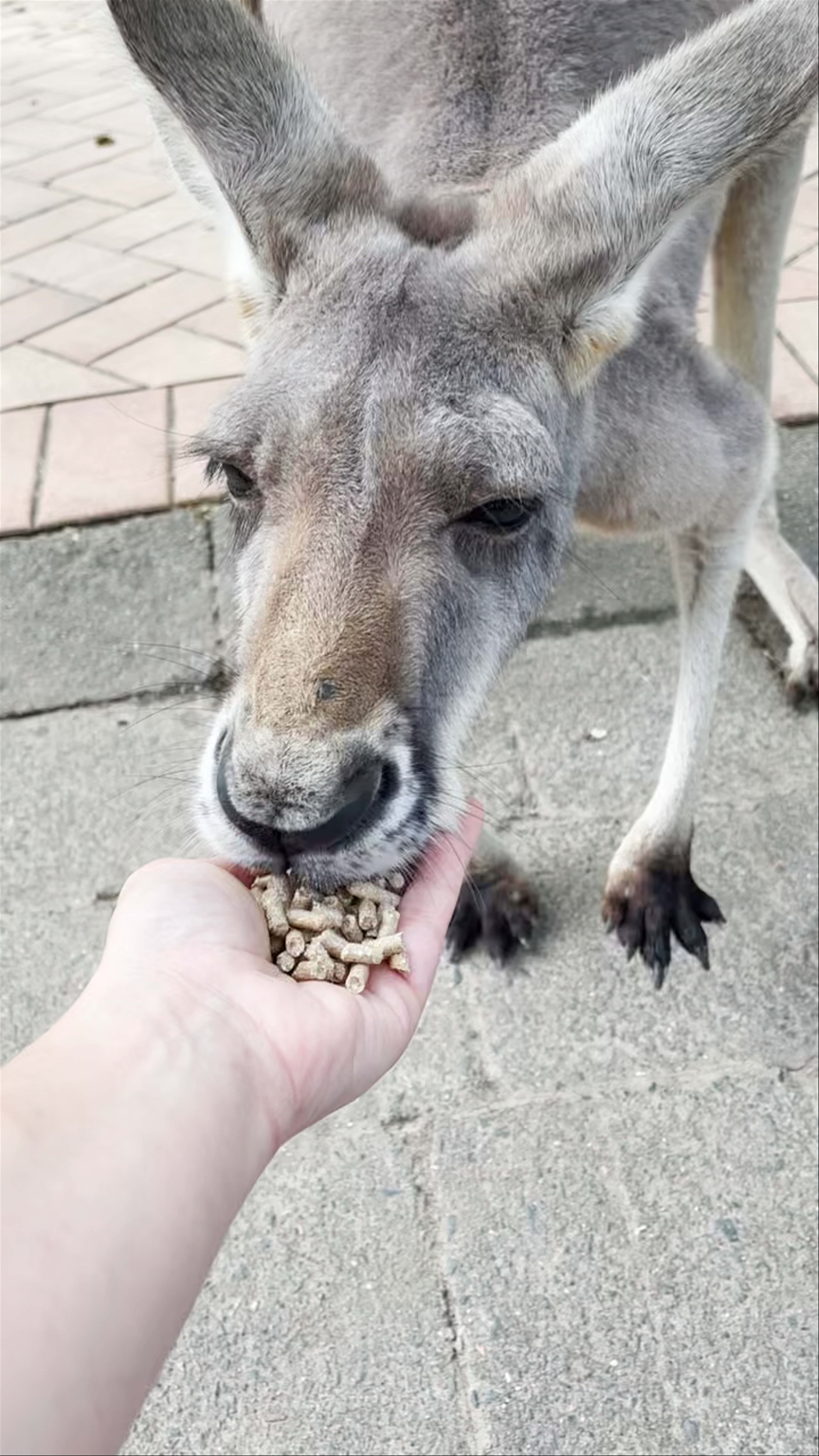 Currumbin Wildlife Sanctuary