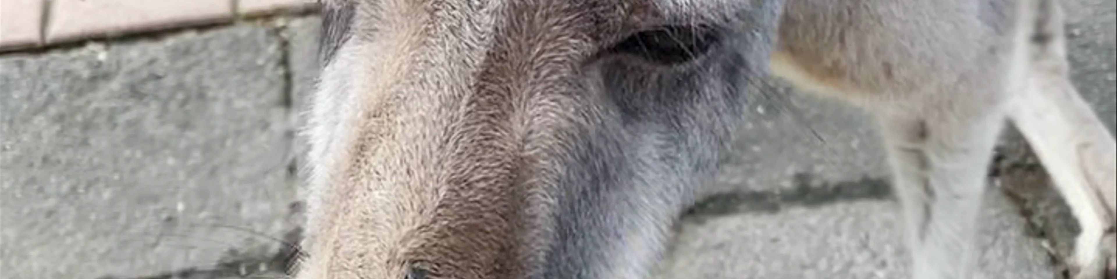 Currumbin Wildlife Sanctuary