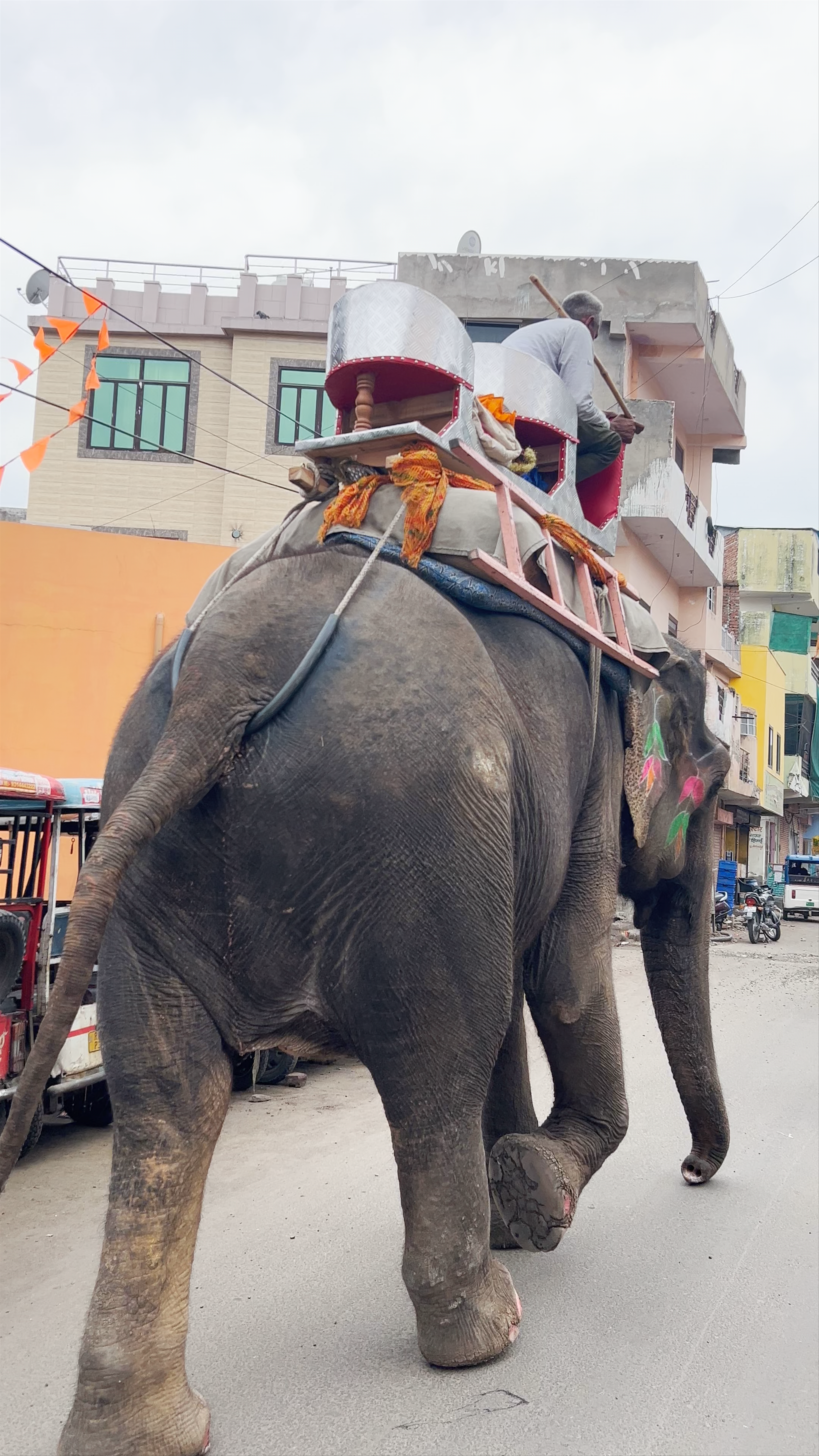 Elephant Ride Through Amber’s Historic Streets in Jaipur, Rajasthan