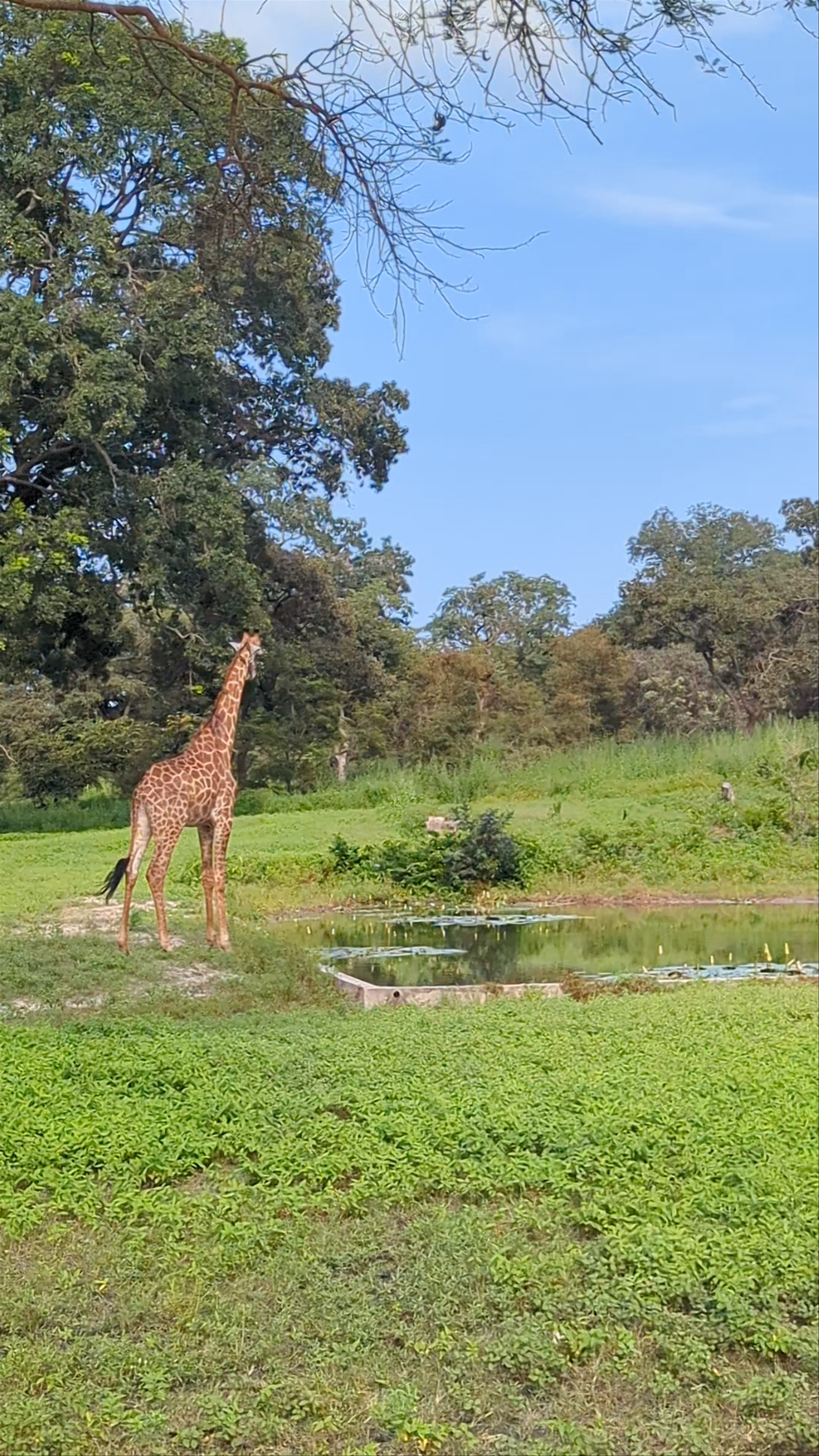 Fathala Wildlife Reserve - Safari Senegal Accommodation