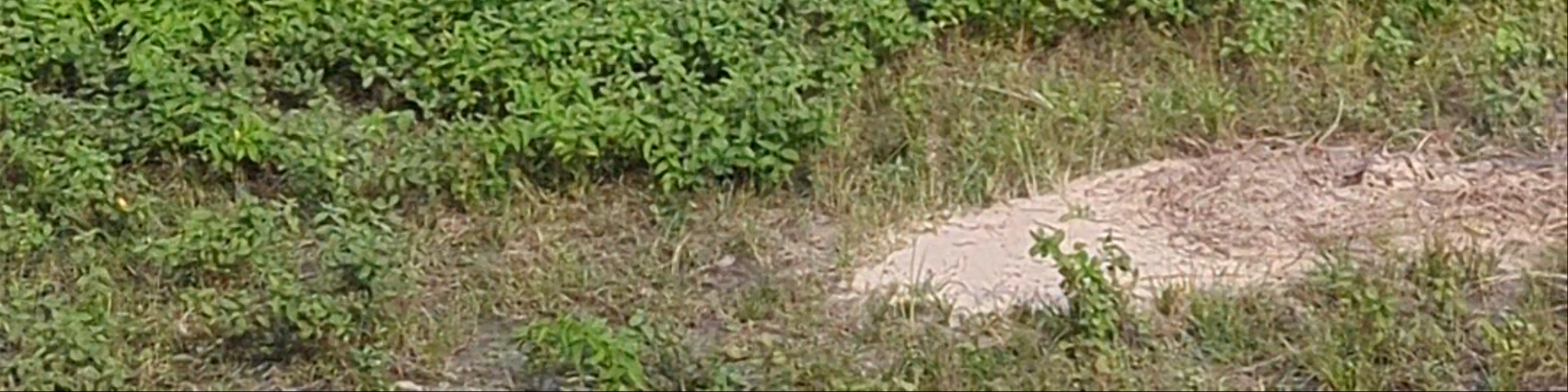 Fathala Wildlife Reserve - Safari Senegal Accommodation