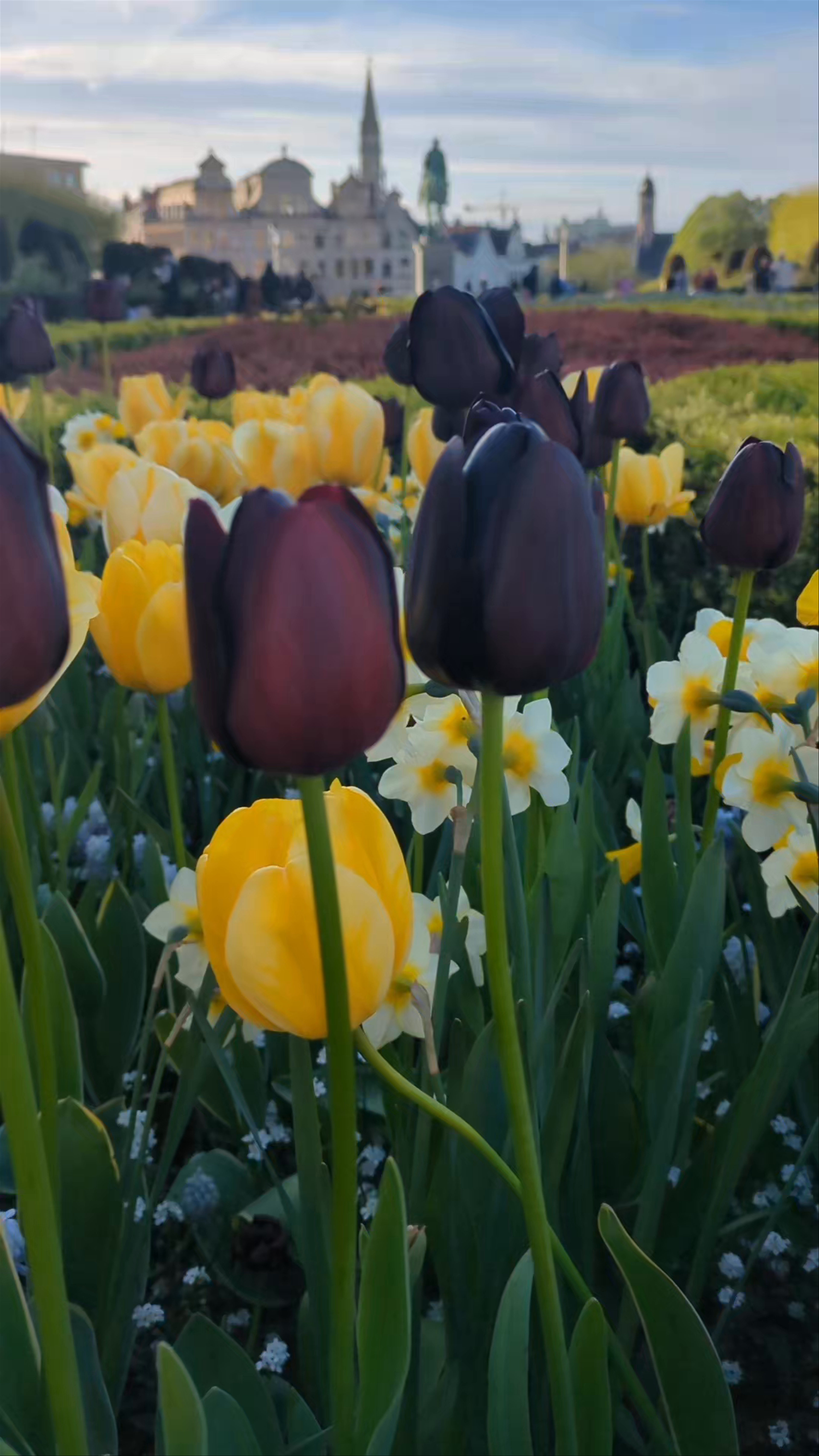 Springtime Blooms at the Garden of the Kunstberg, Brussels