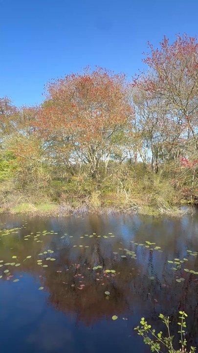 Trustom Pond Wildlife Refuge - Farm Pond view with bird song - Hiking Near Me - Washington, Rhode Island